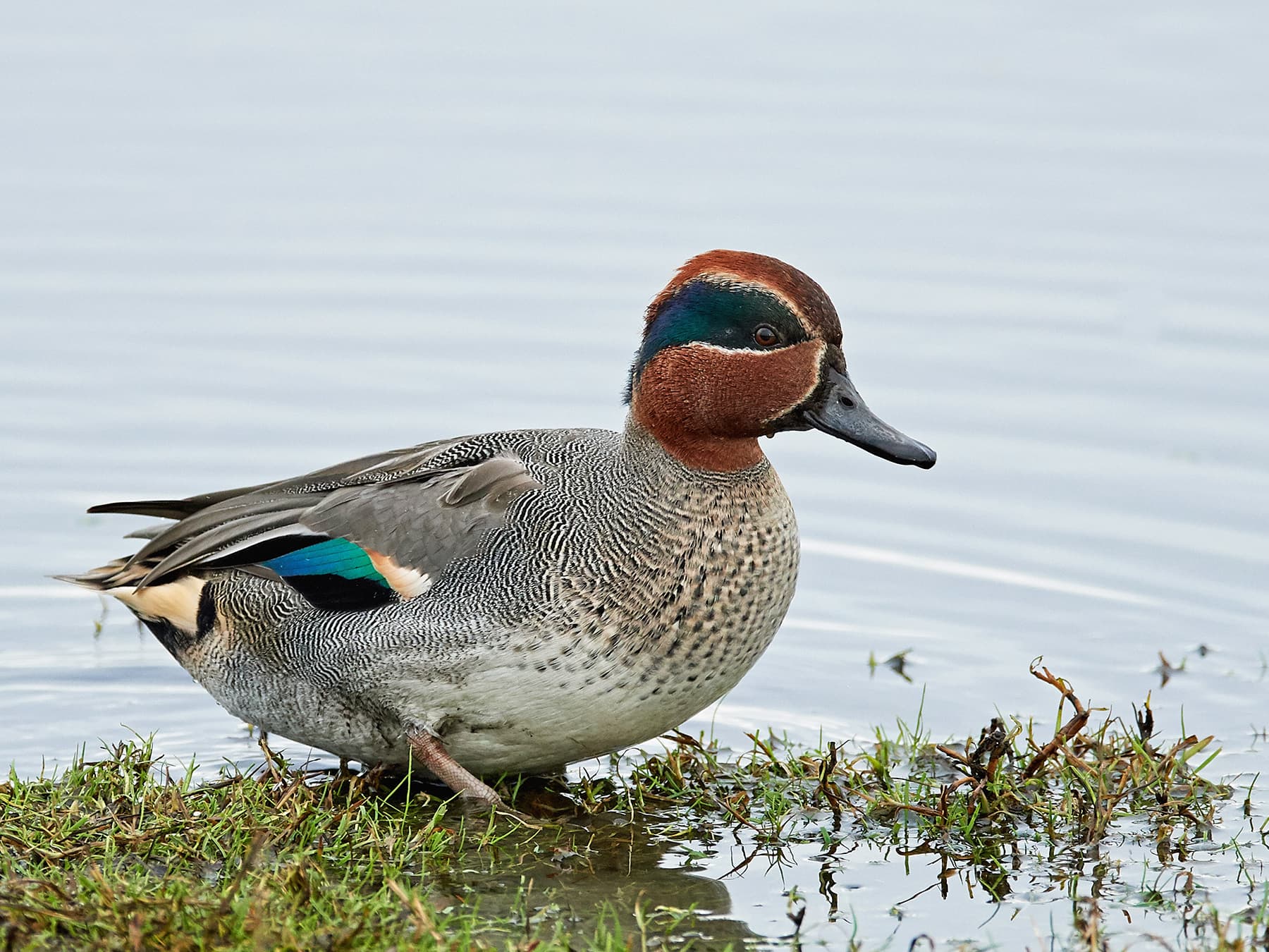 Eurasian teal in wetlands