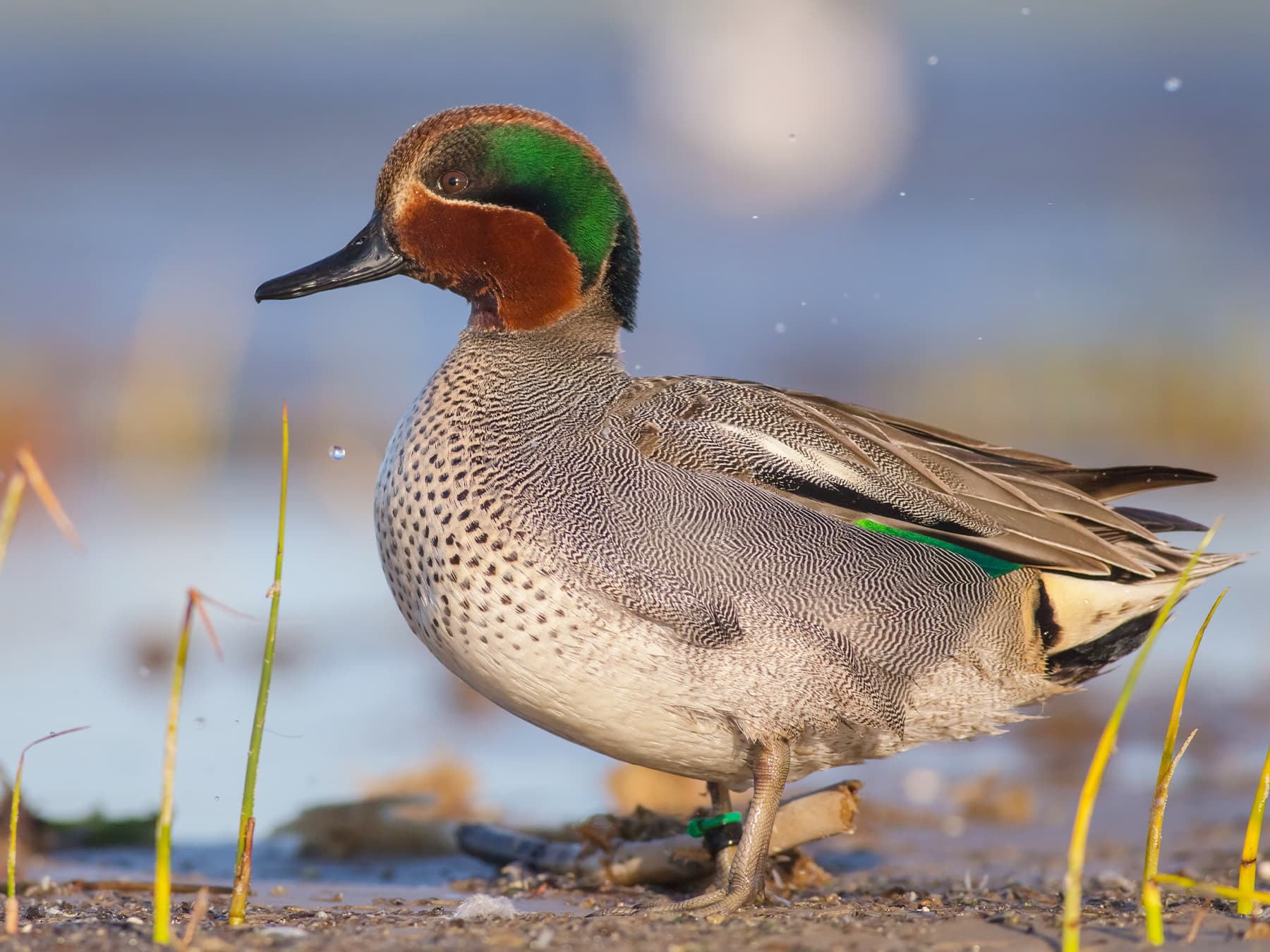 Eurasian Teal