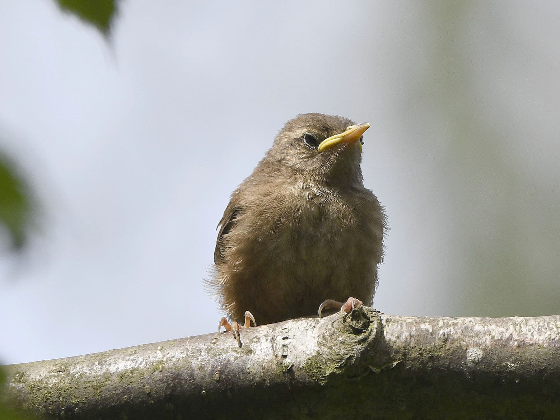 Eurasian wren fledgling