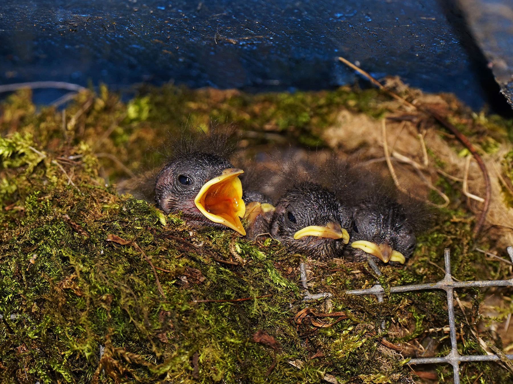 Eurasian wren nest chicks