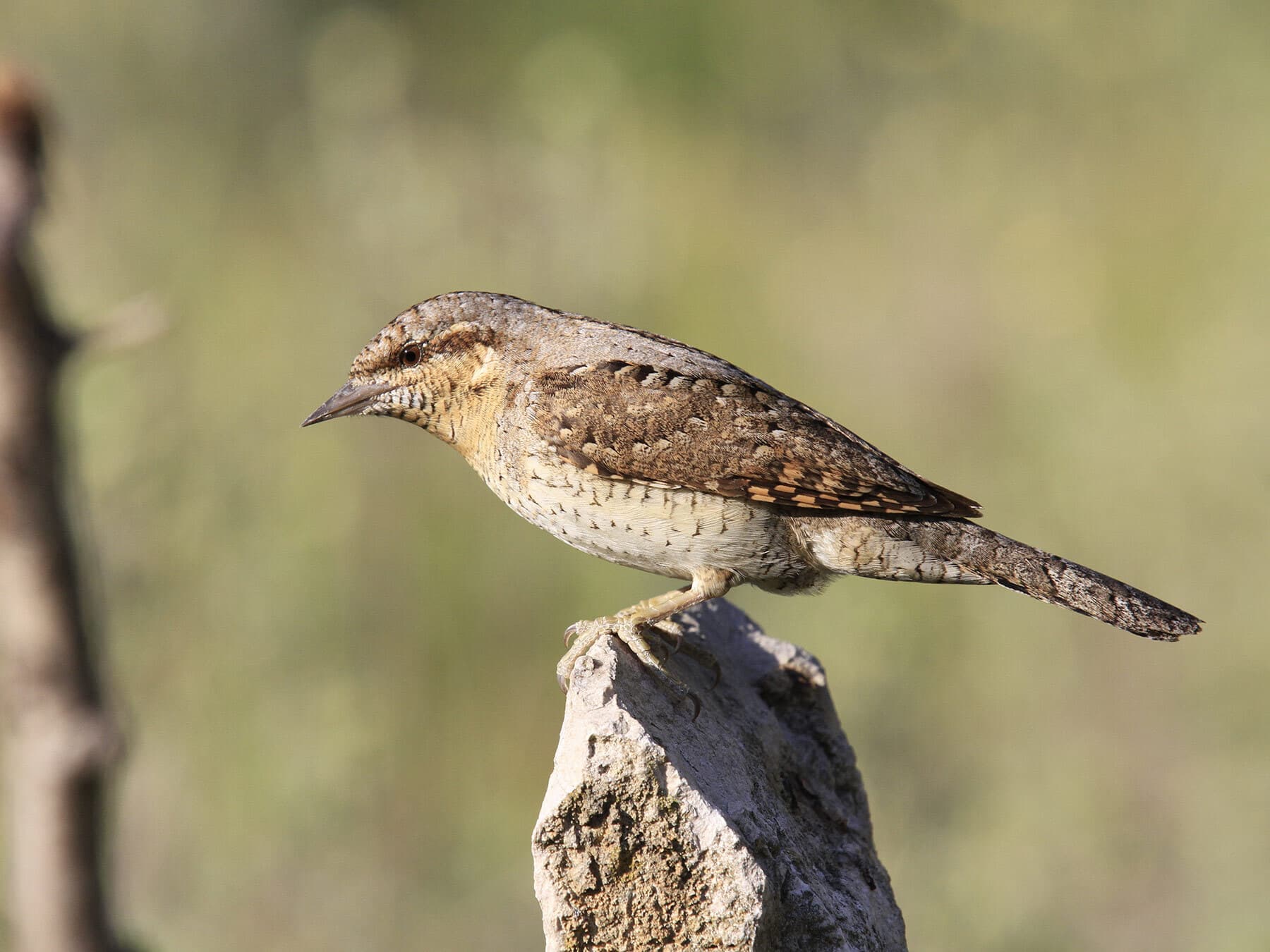Eurasian wryneck uk