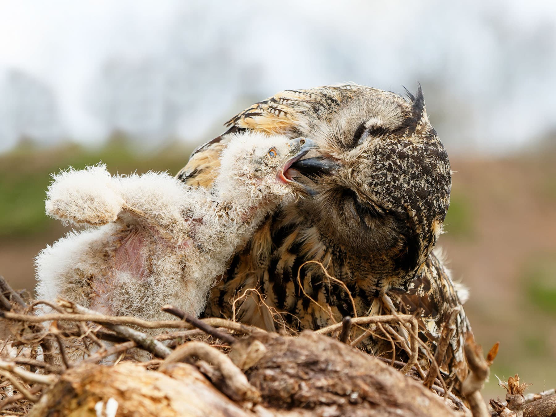 European eagle owl feeding chick at nest