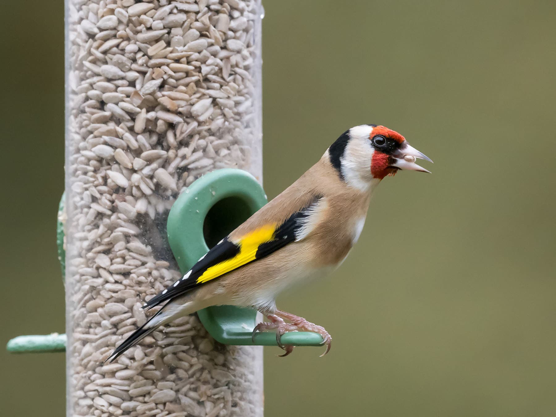 A Goldfinch on a feeder of sunflower hearts