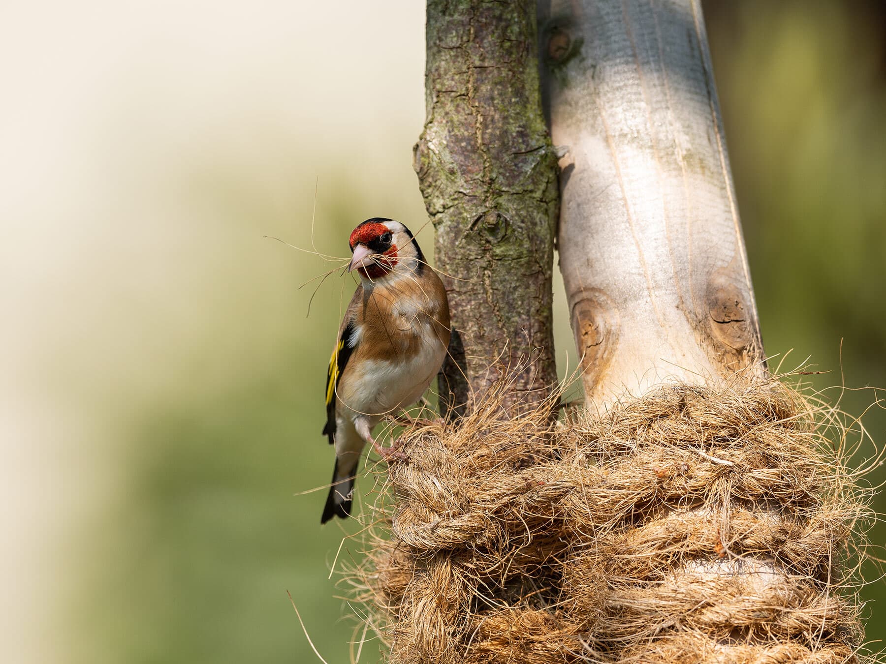 European goldfinch gathering nesting materials