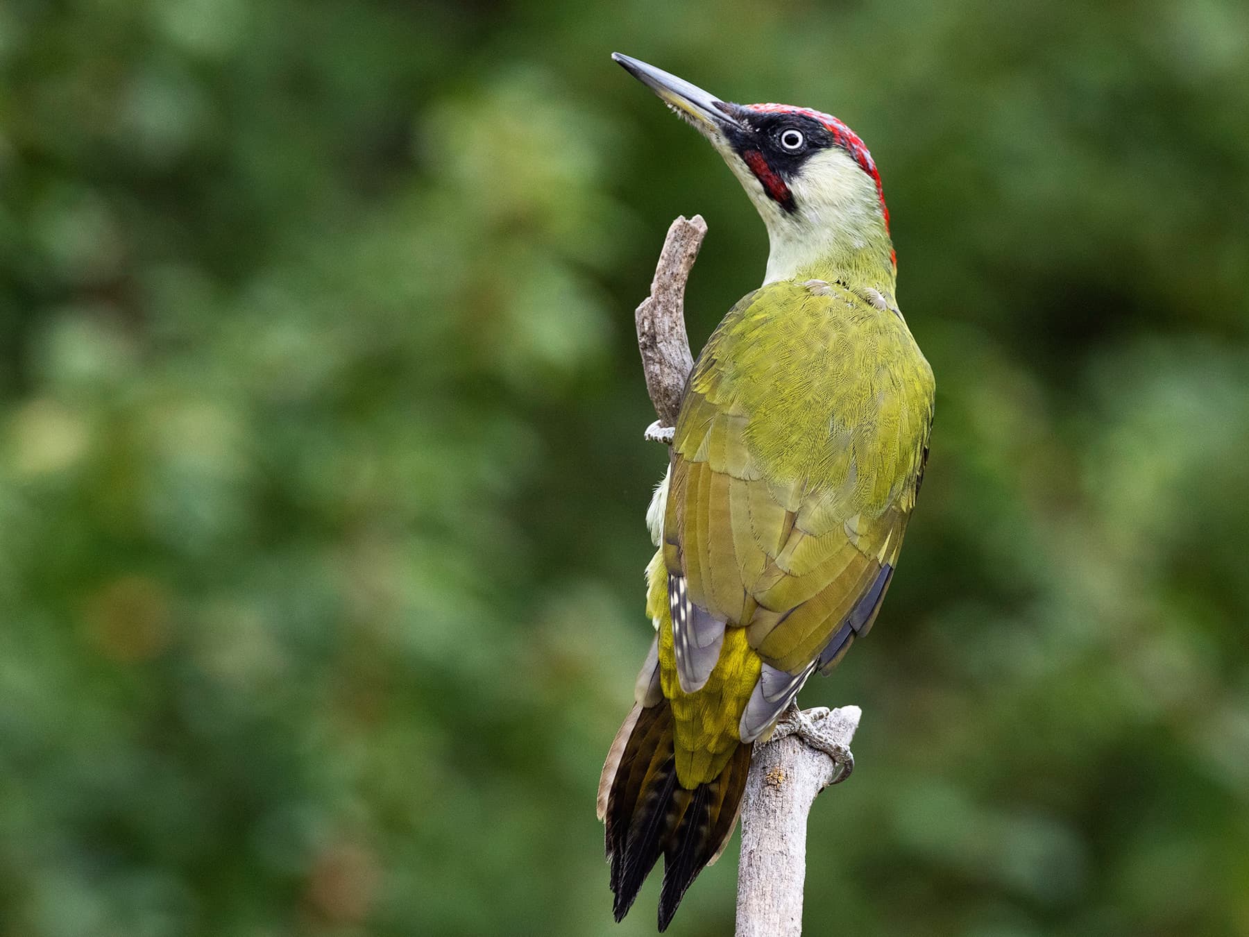 European green woodpecker perching on dead branch