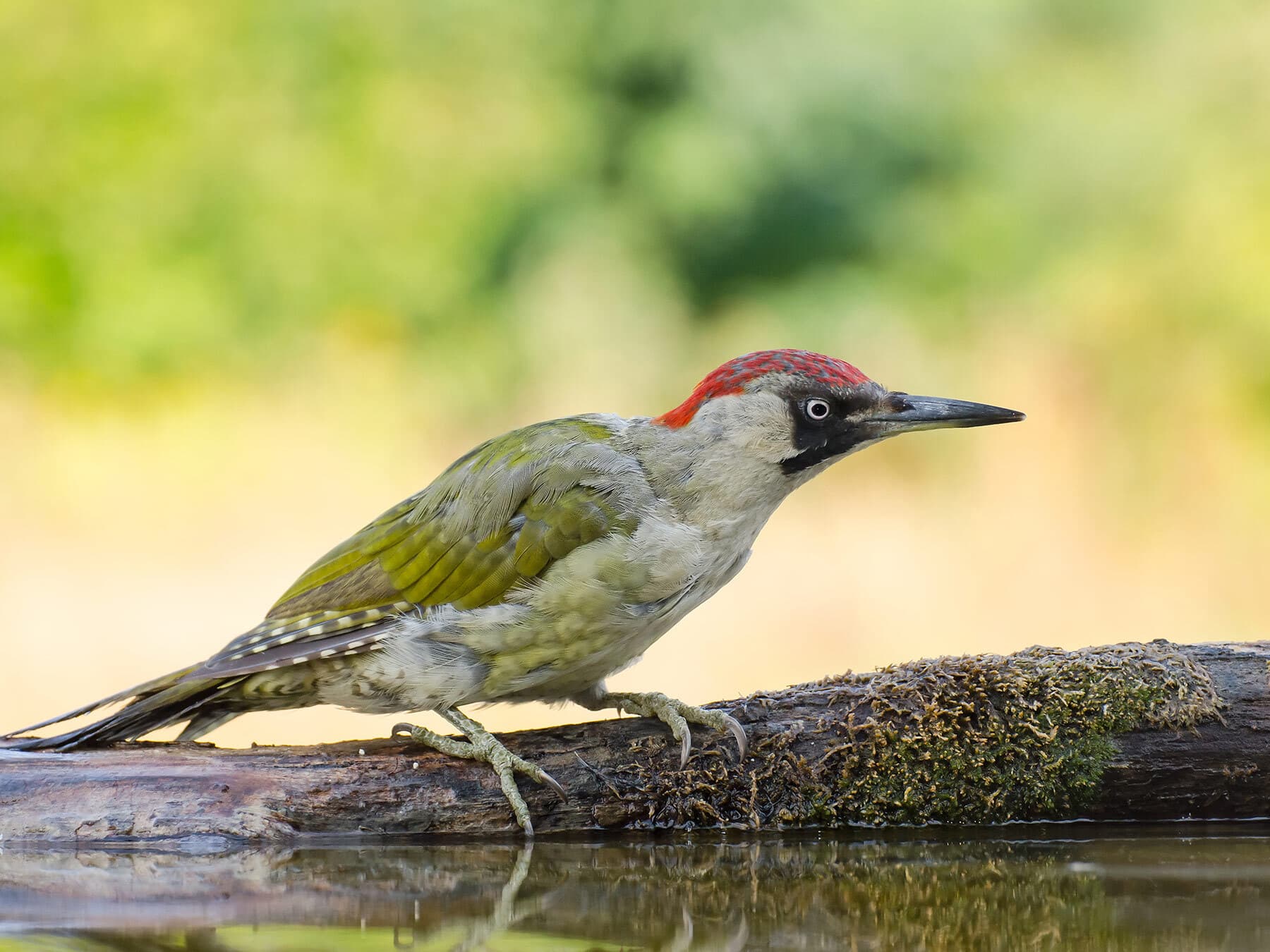 European green woodpecker uk