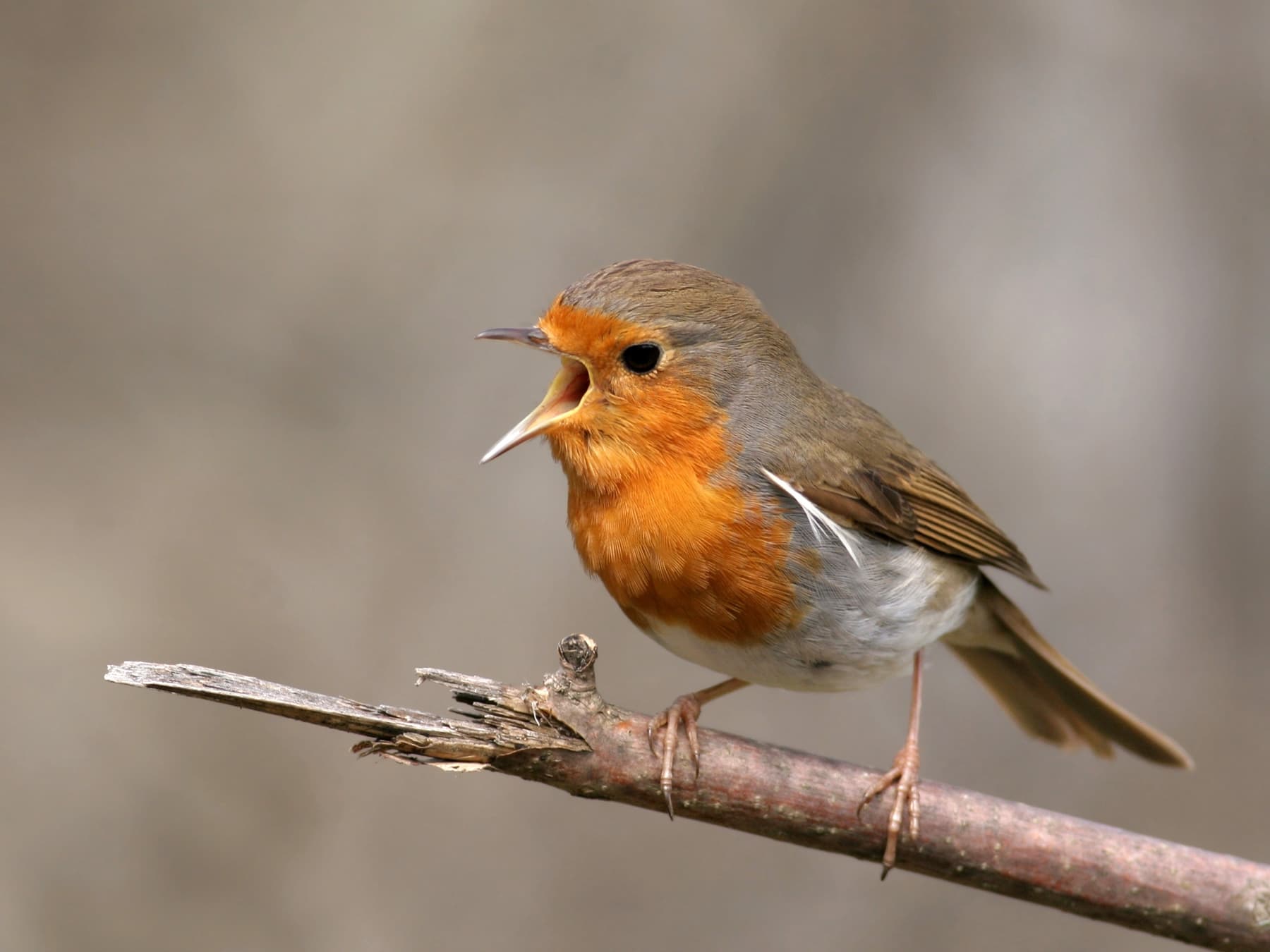 A Robin on a bare twig with its bill wide open