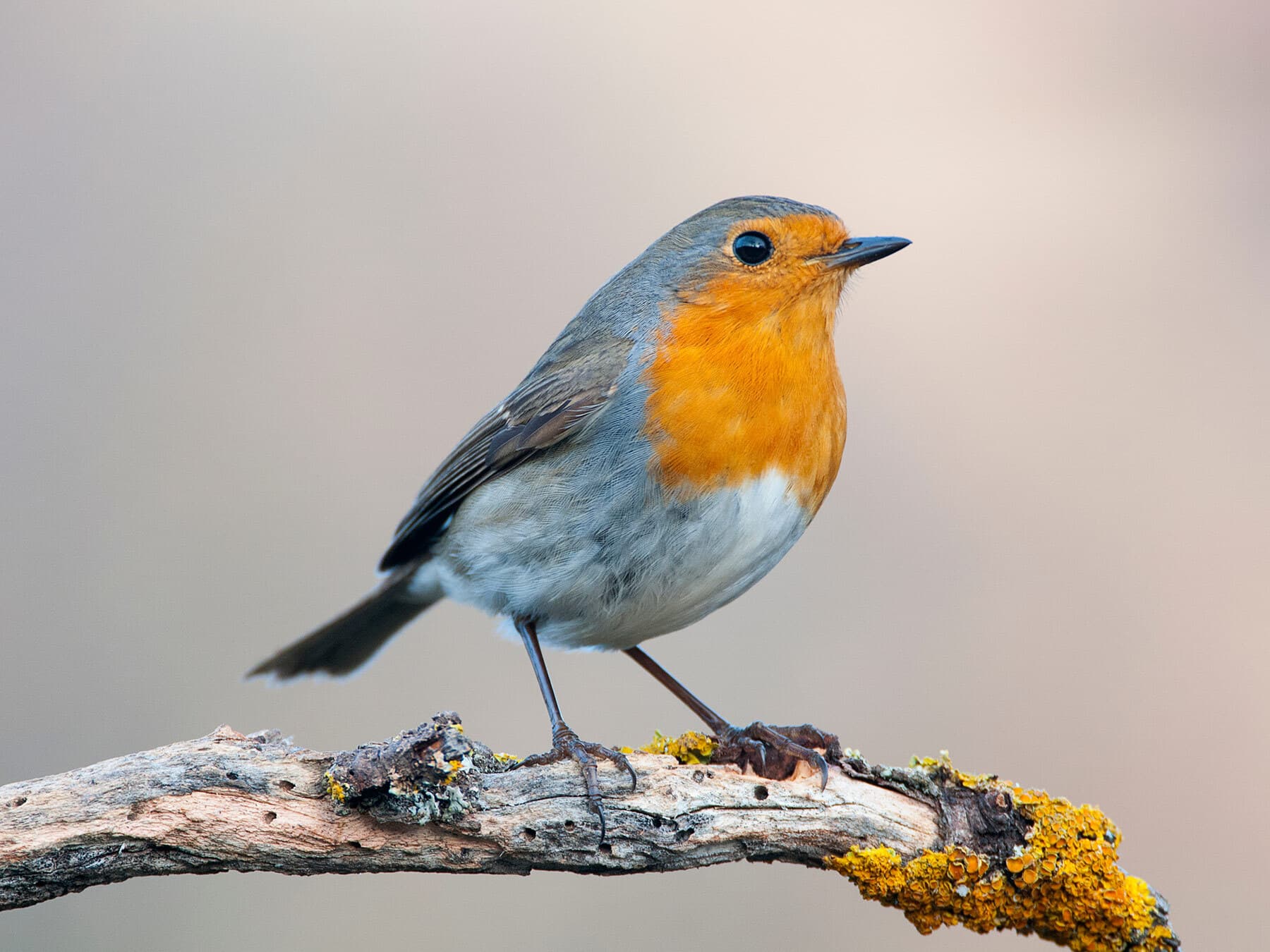 European robin migration