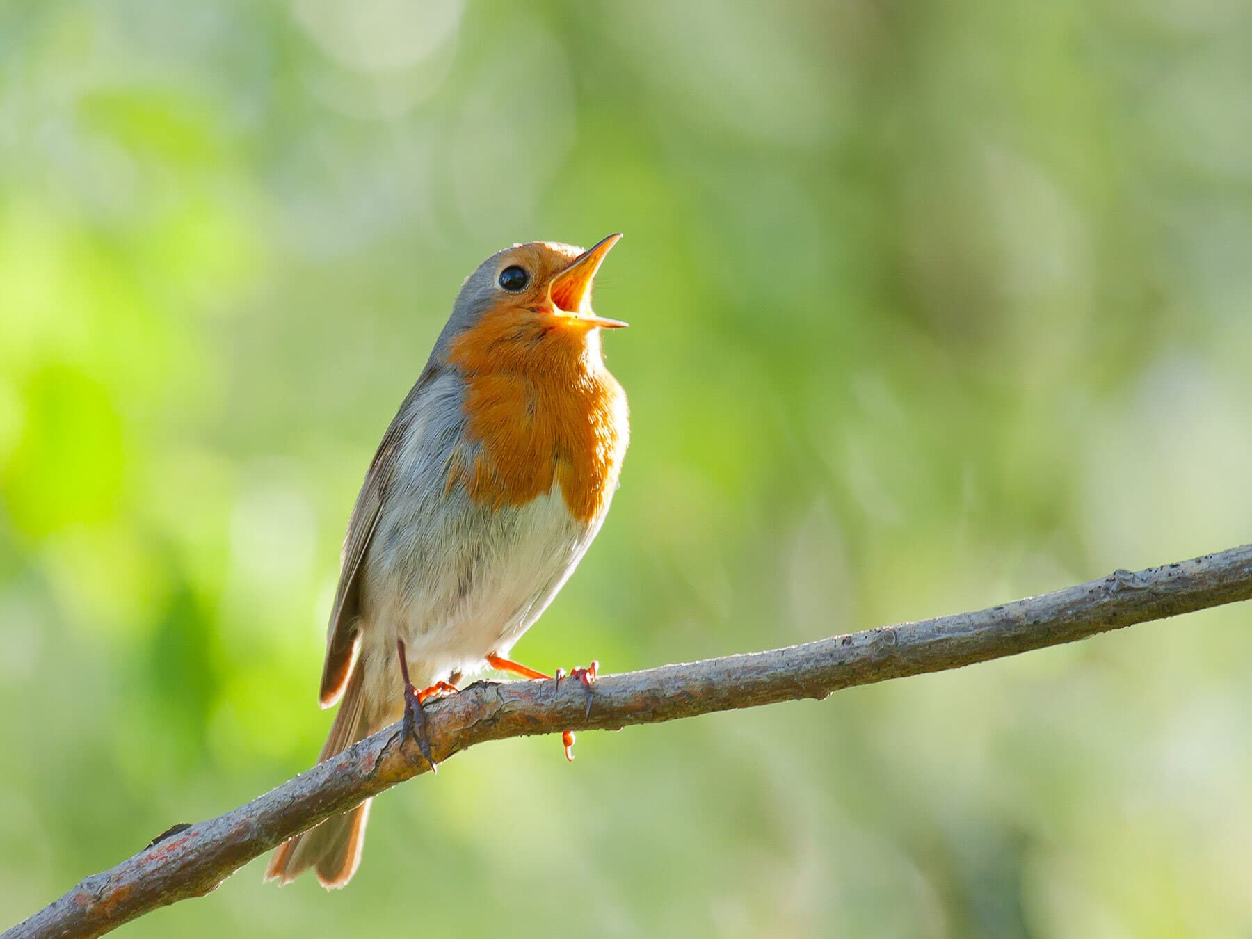 Robin Song and Calls: What a Robin Sounds Like