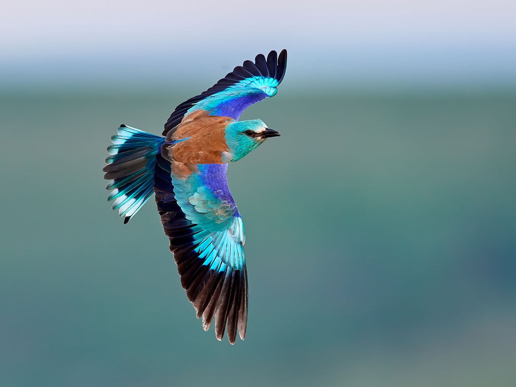 European roller in flight
