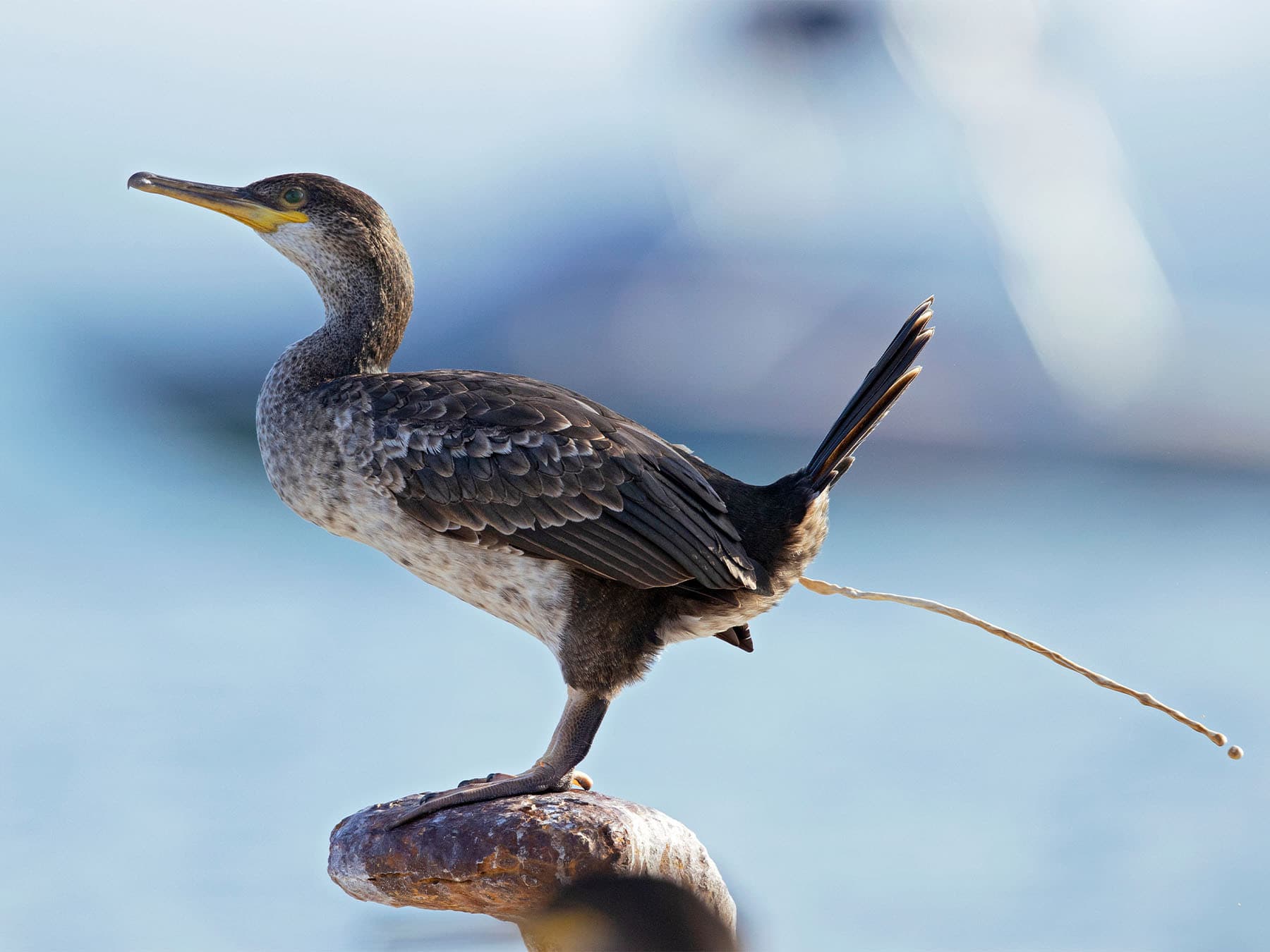 European shag perched and pooping