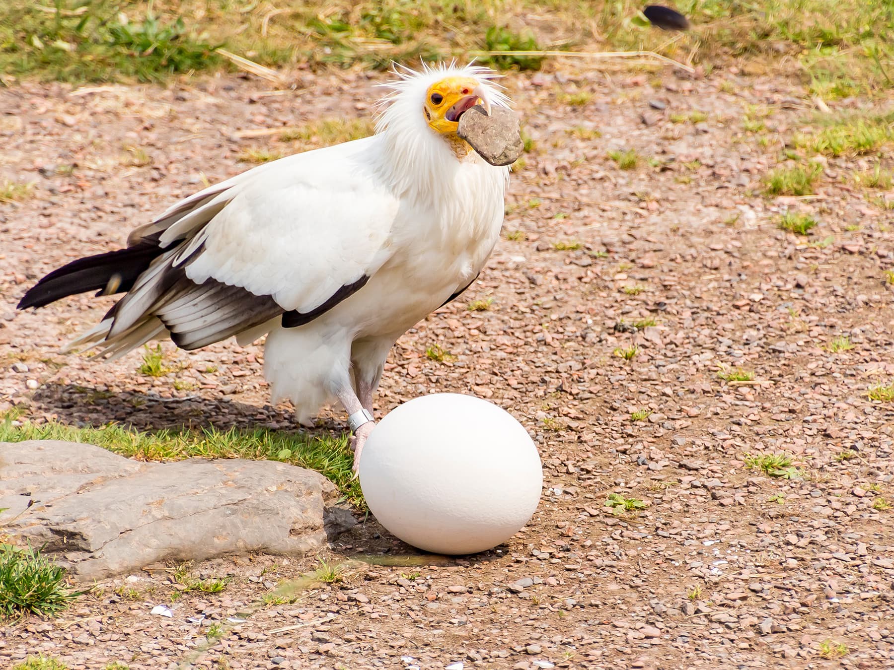 Eygtian vulture trying to break egg with stone