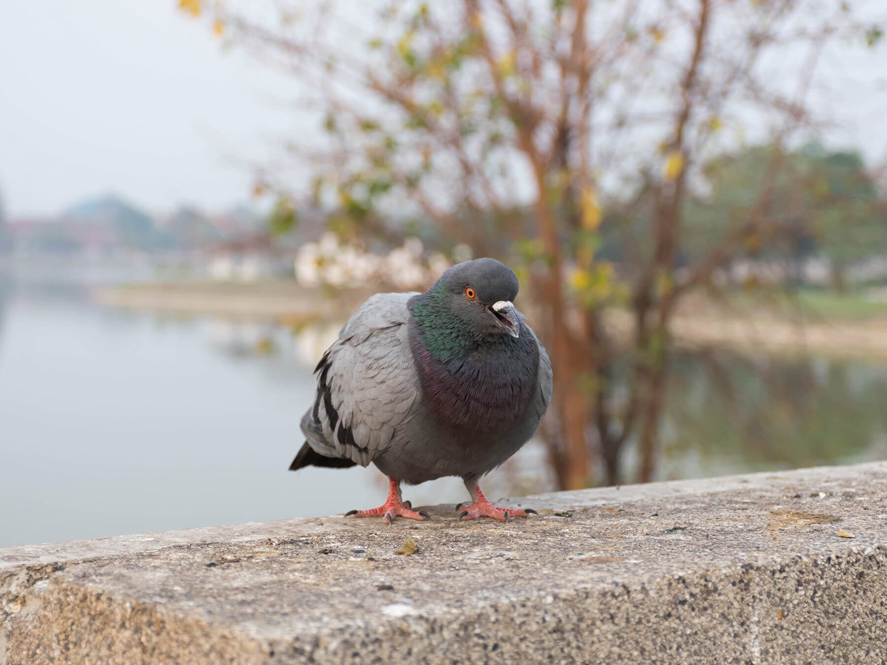 Fat pigeon