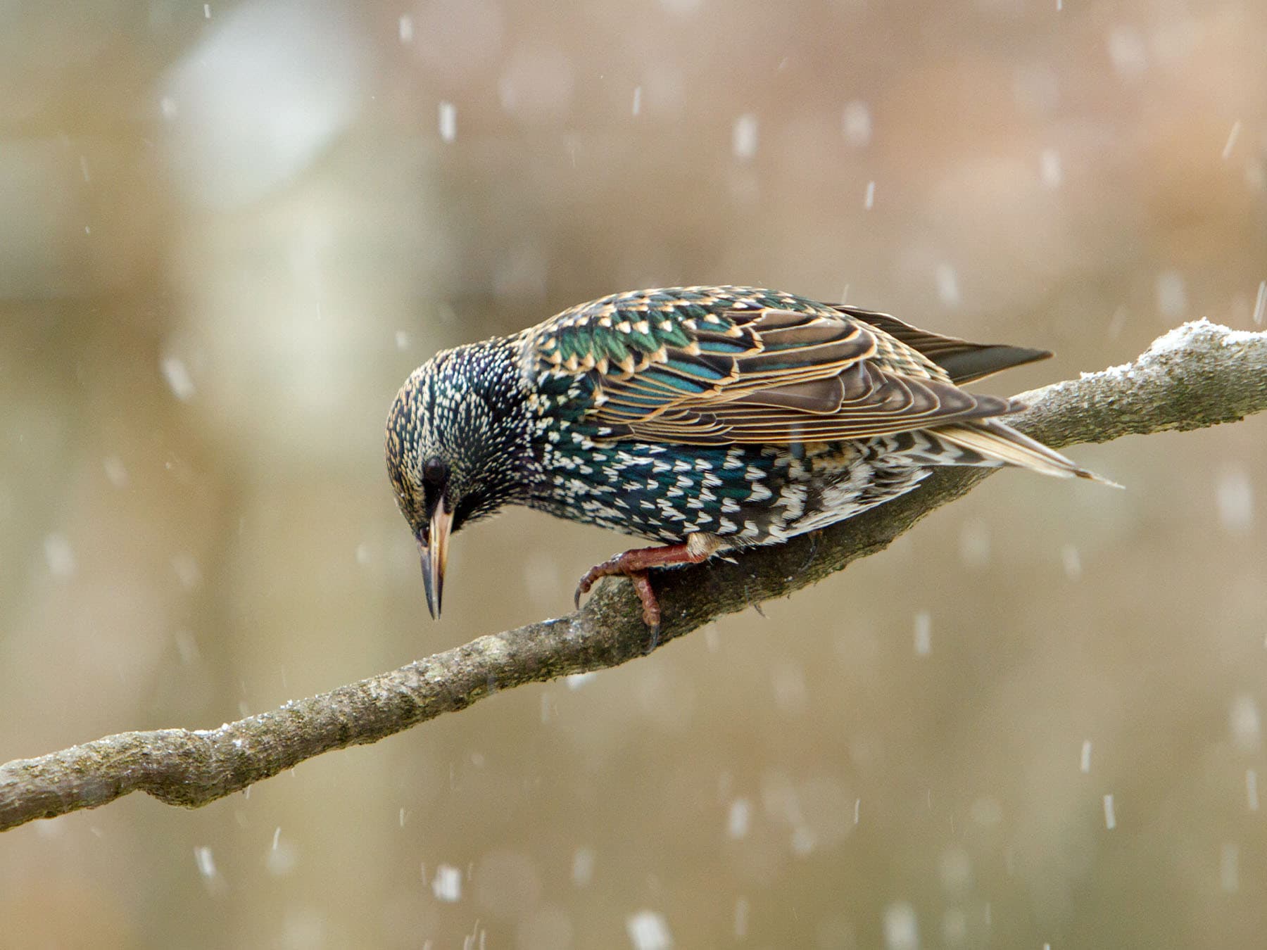 Feather Types and Functions of Birds