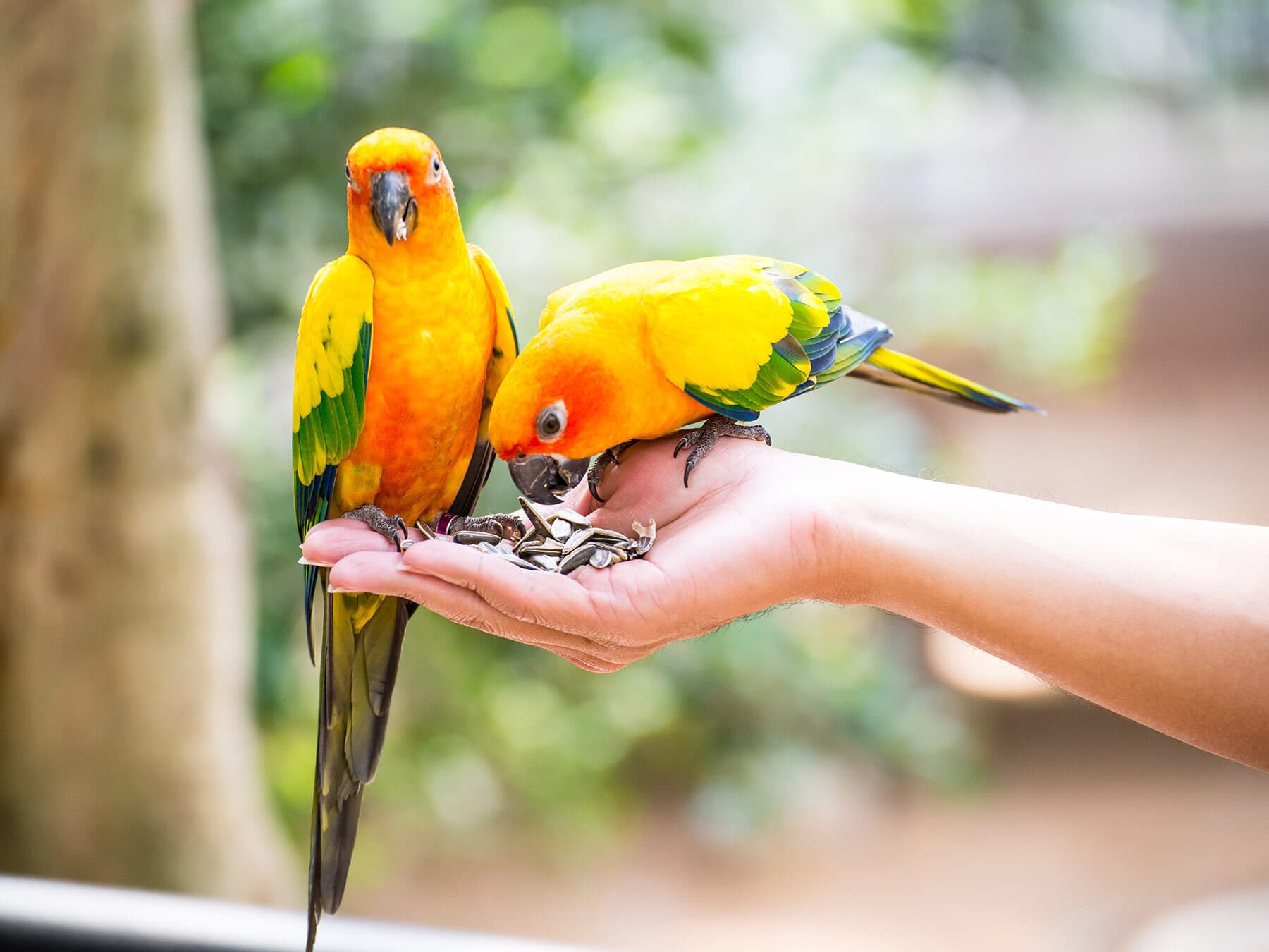 Feeding wild parakeets