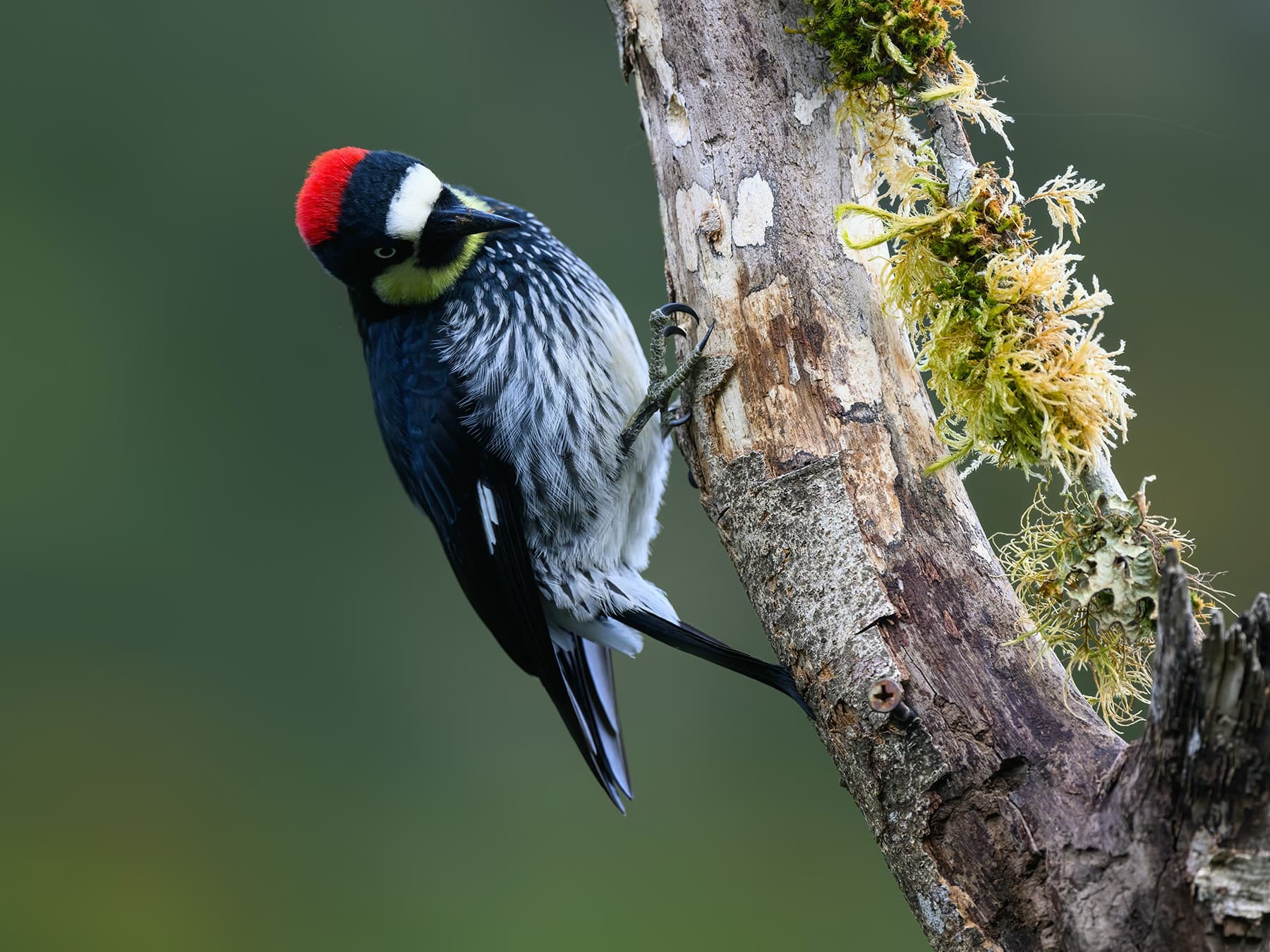 Female Acorn Woodpecker foraging in natural habitat