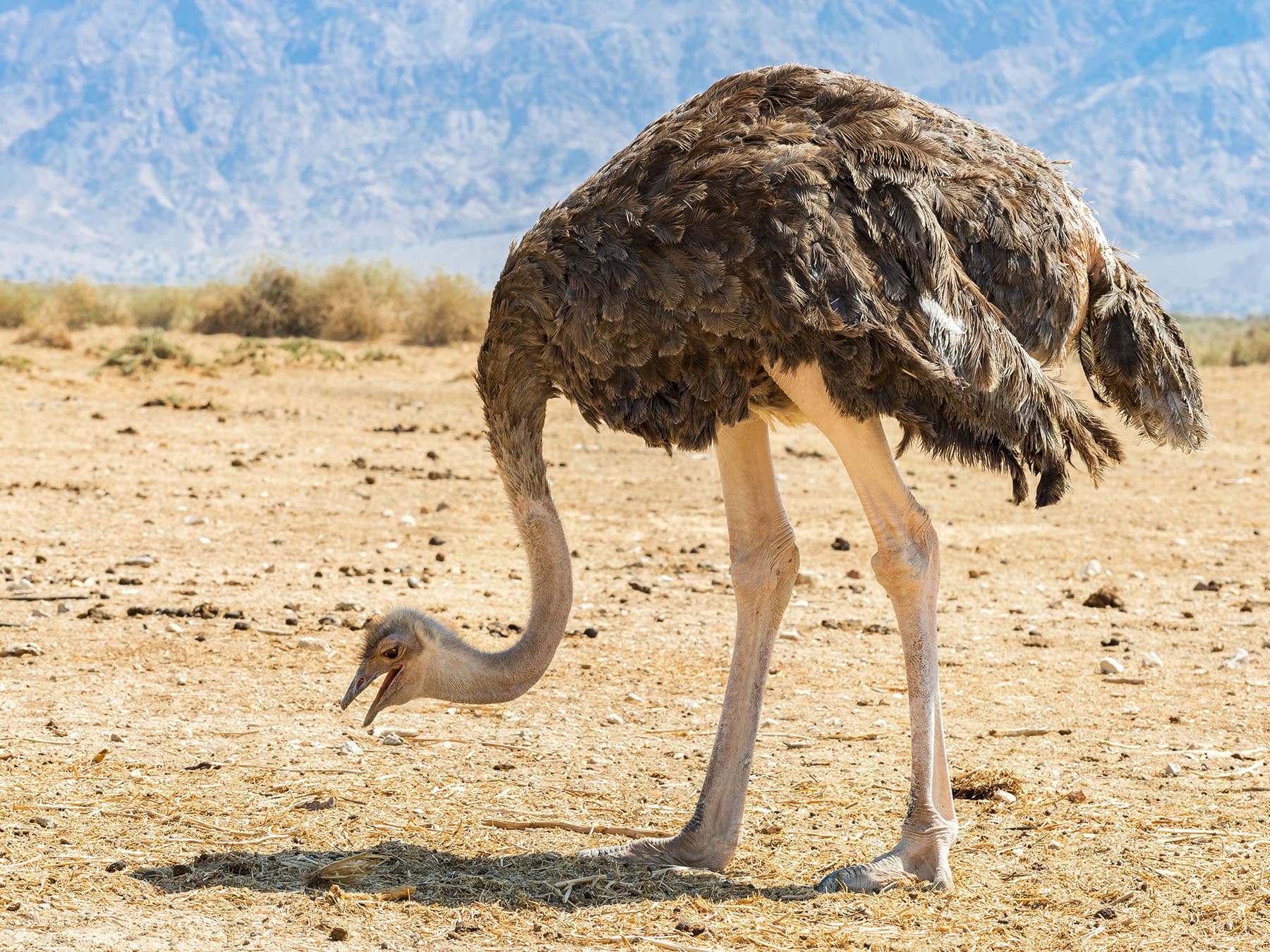 Female african ostrich in desert nature reserve