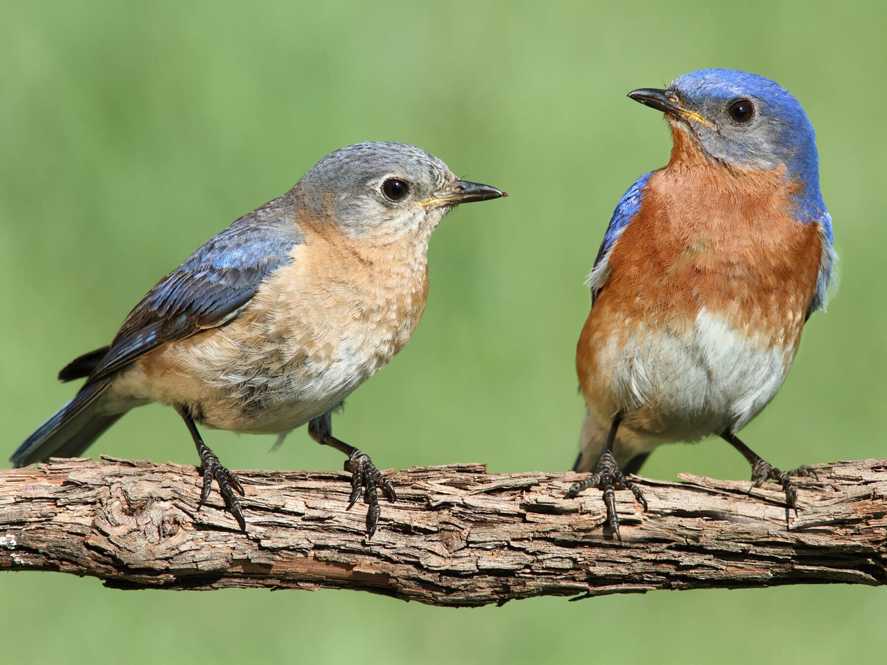 A female (left) and male Eastern Bluebird: she is grayer, with a paler orange breast