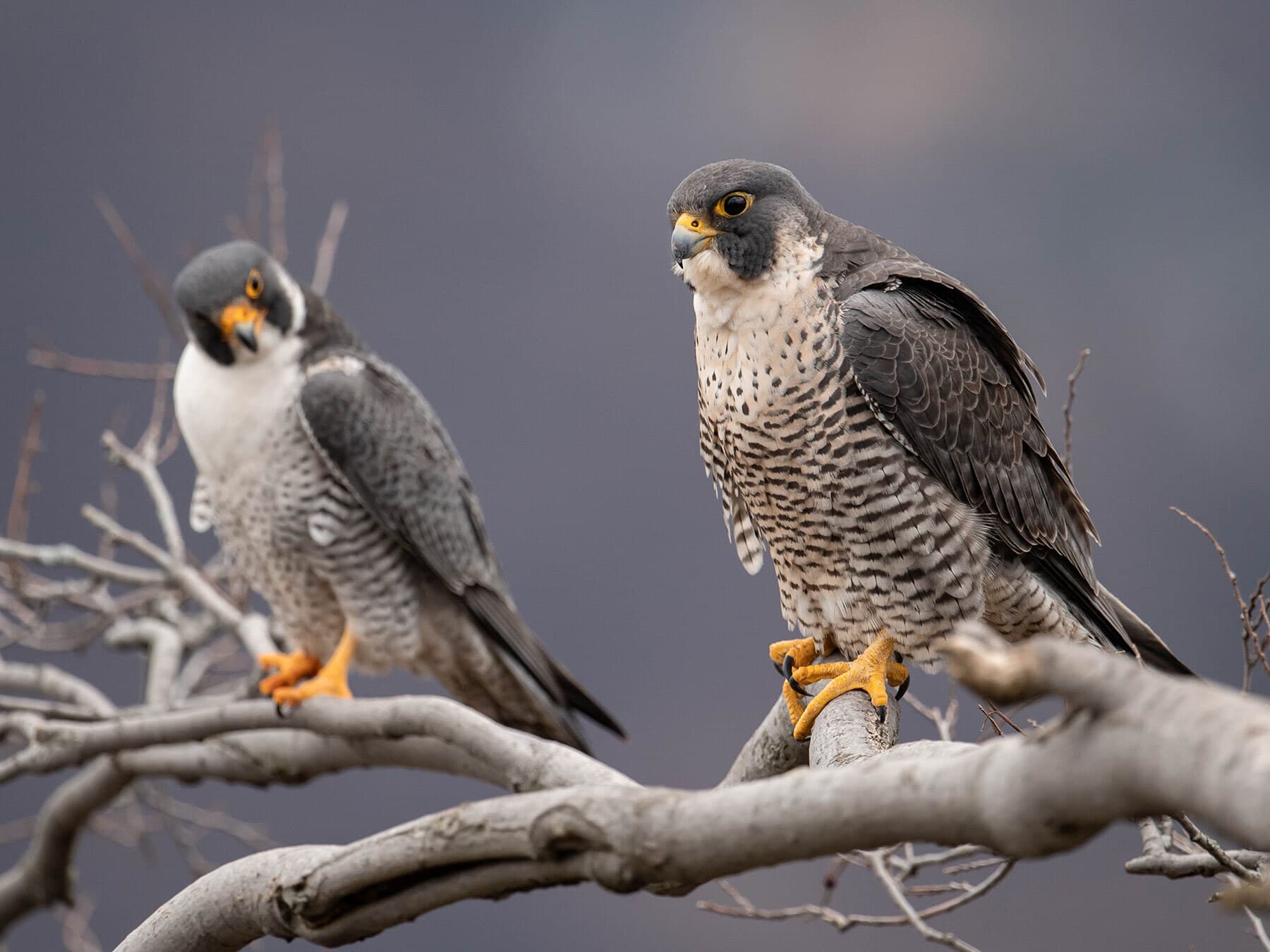 Female and male peregrine falcons