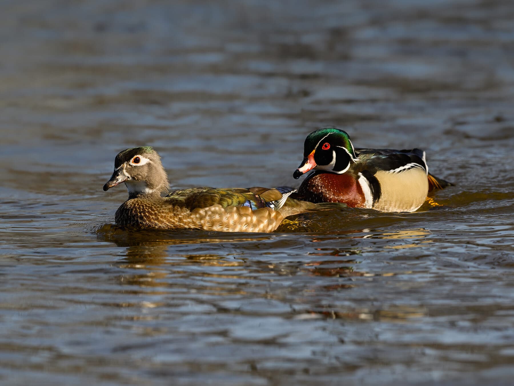 Female and male wood duck