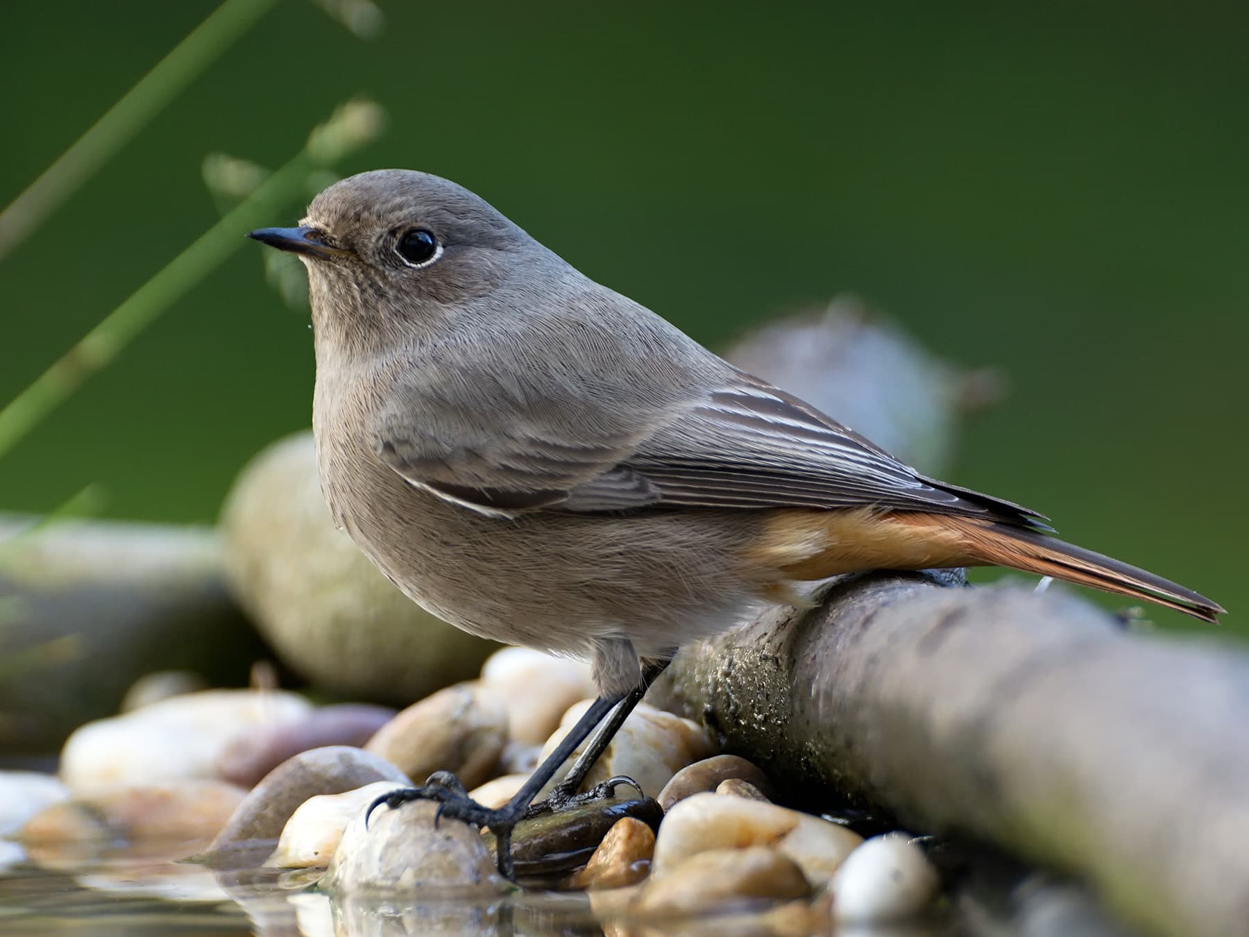 Female Black Redstart