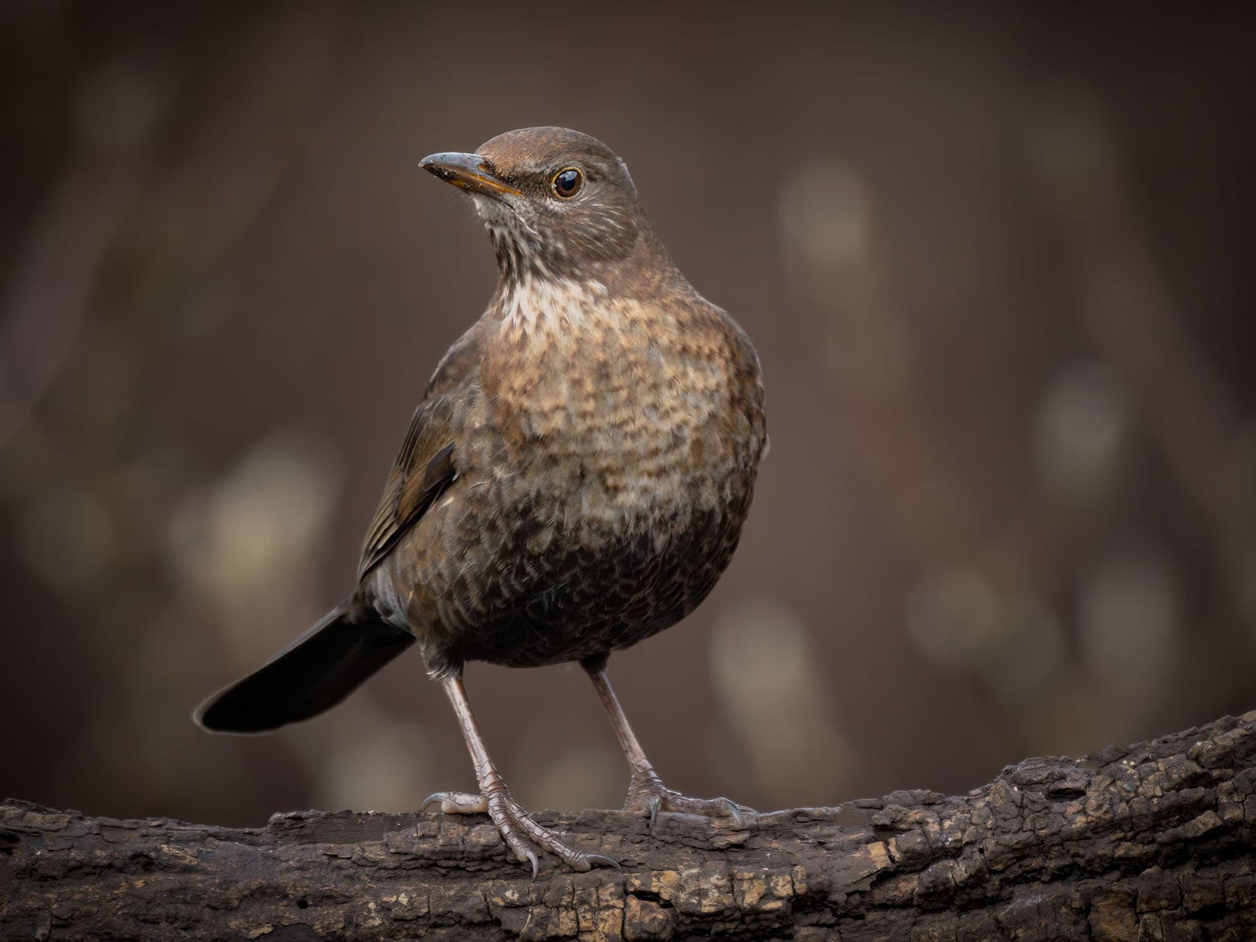A female Blackbird perched, showing her mottled brown breast