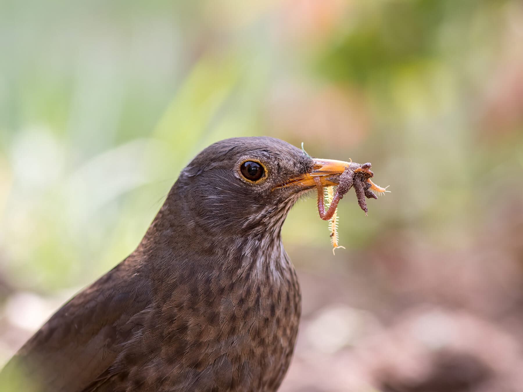 A female Blackbird carrying food in her bill