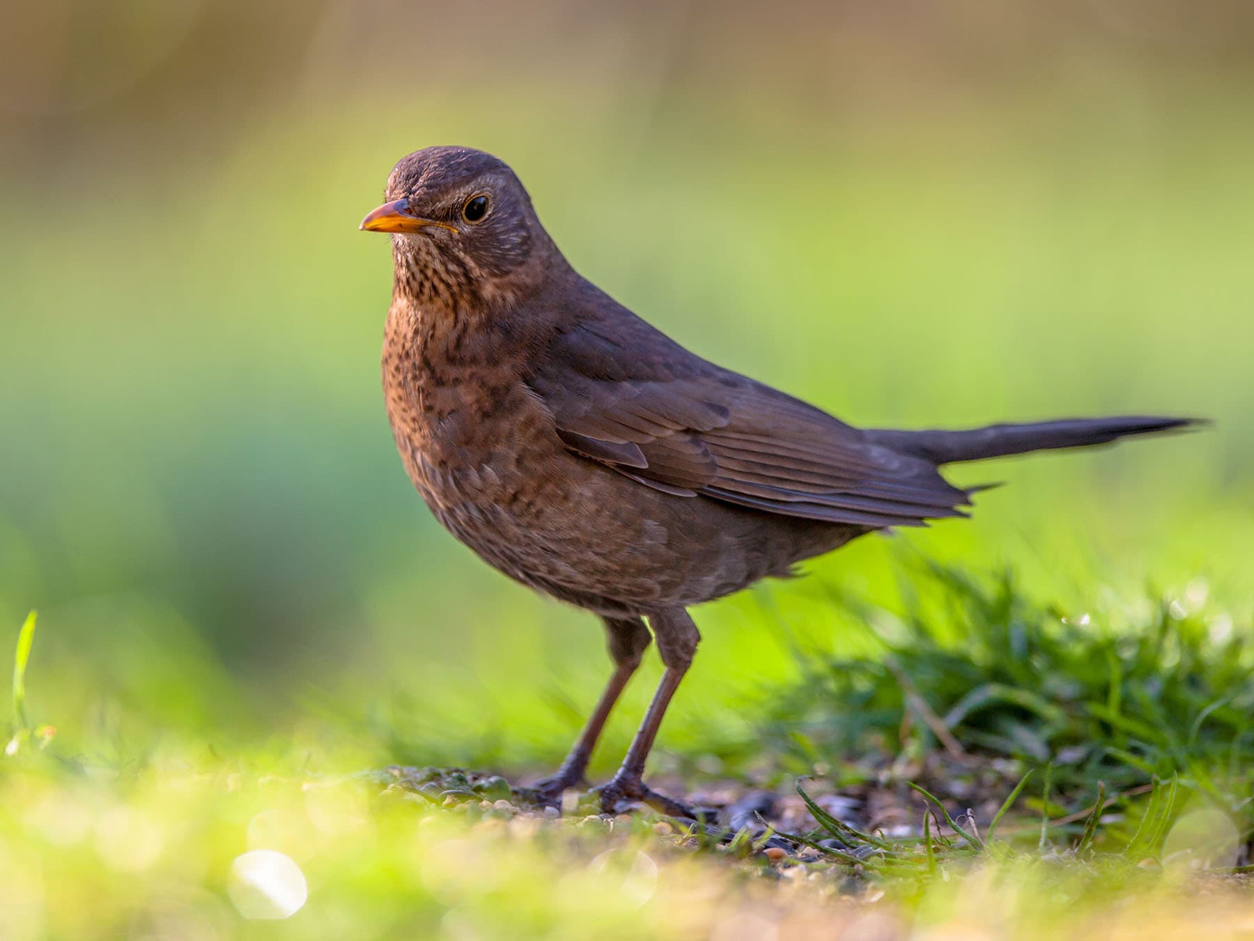 Female blackbird