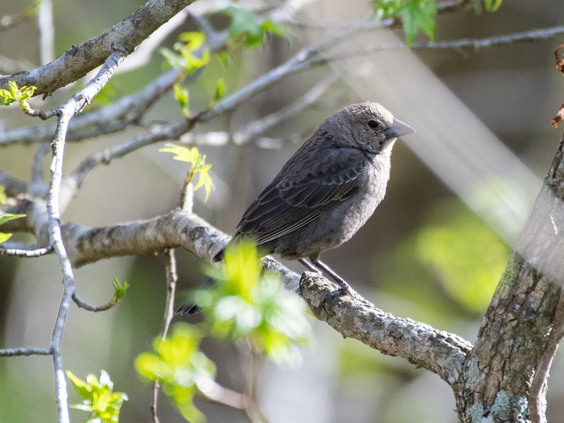 A female in shade looks darker and grayer, but has the same pale throat and thick bill