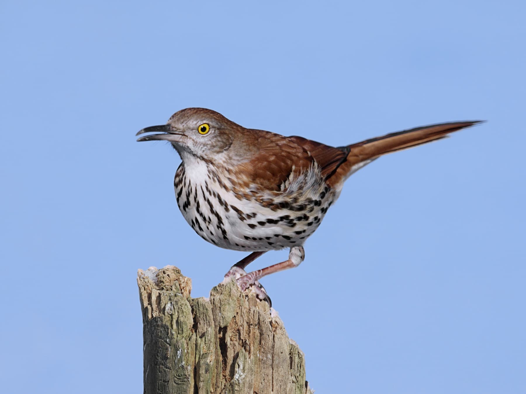 Female brown thrasher