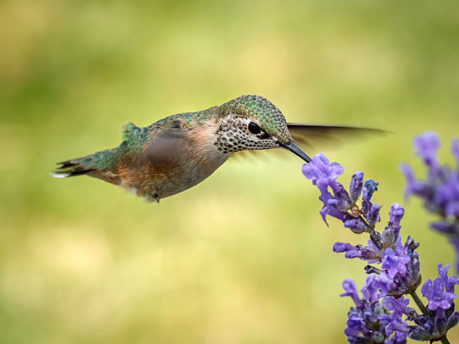 Female calliope hummingbird feeding on nectar
