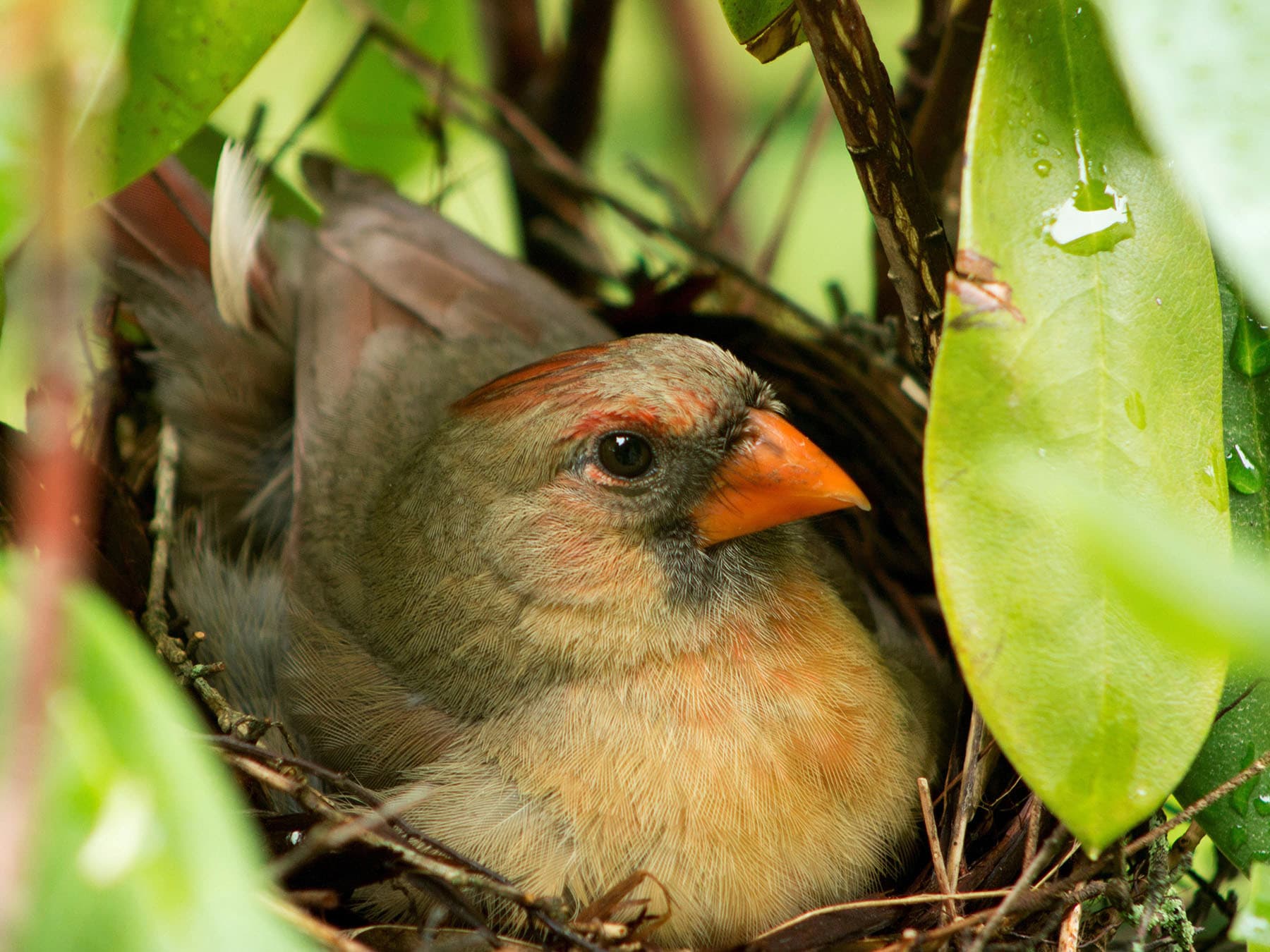 Female cardinal on nest