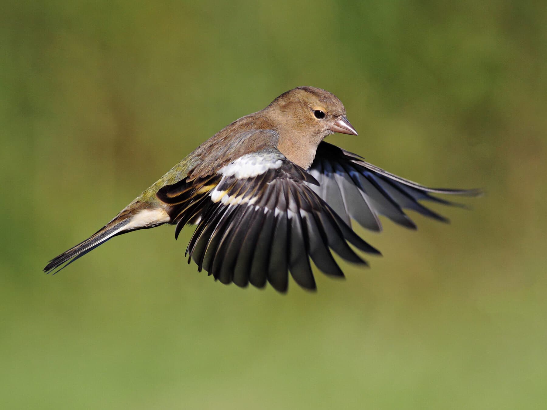 Female chaffinch in flight