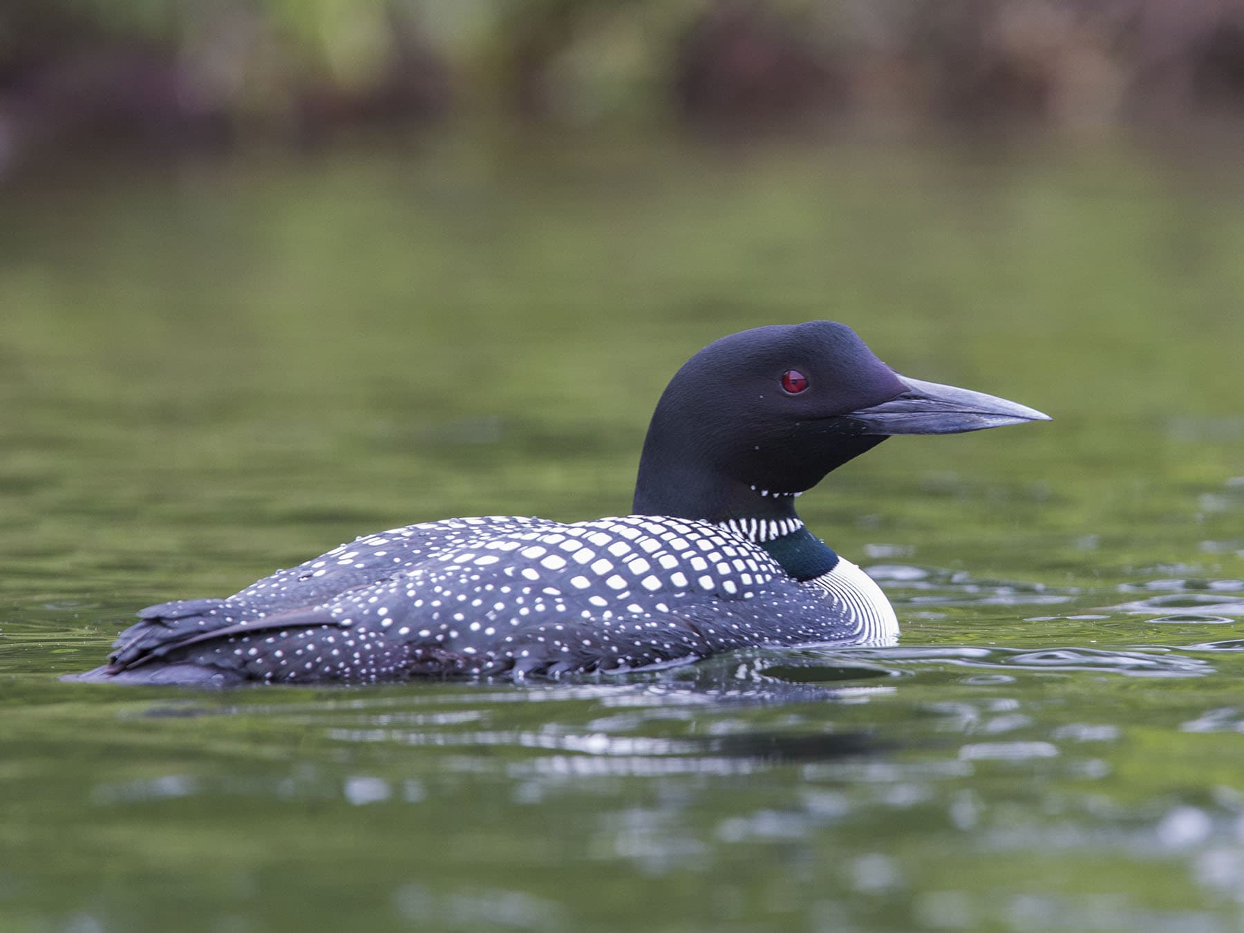Female common loon