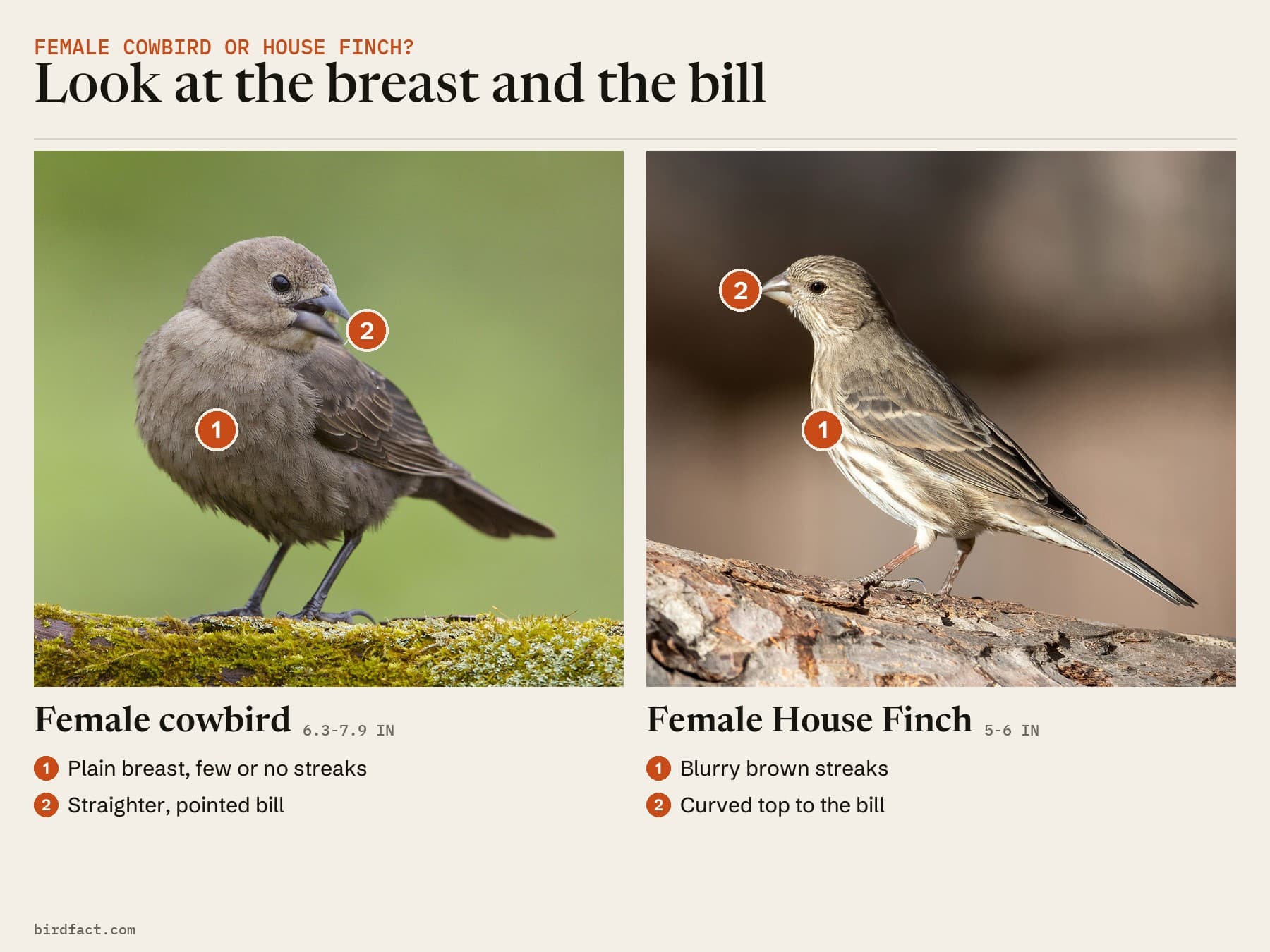 A female Brown-headed Cowbird and a female House Finch: a plain breast and straighter bill against blurry streaks and a curved bill
