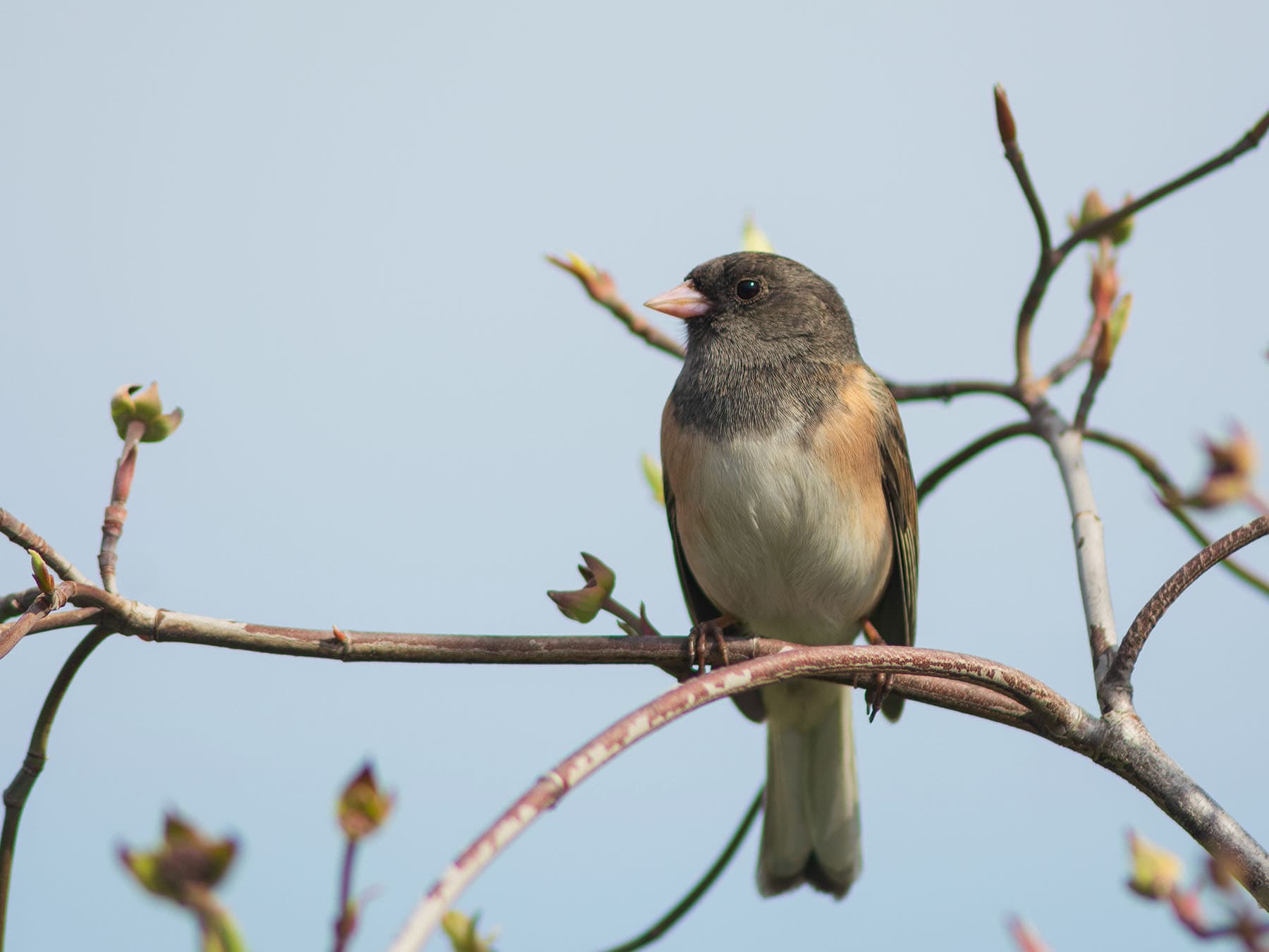 Female dark eyed junco perched