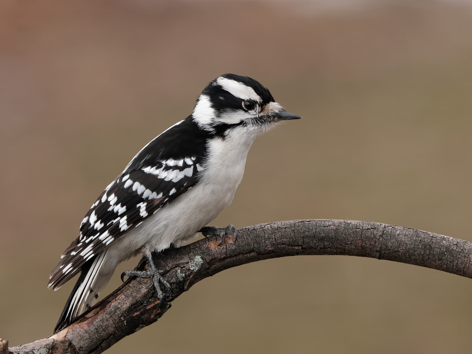 Downy Woodpecker female