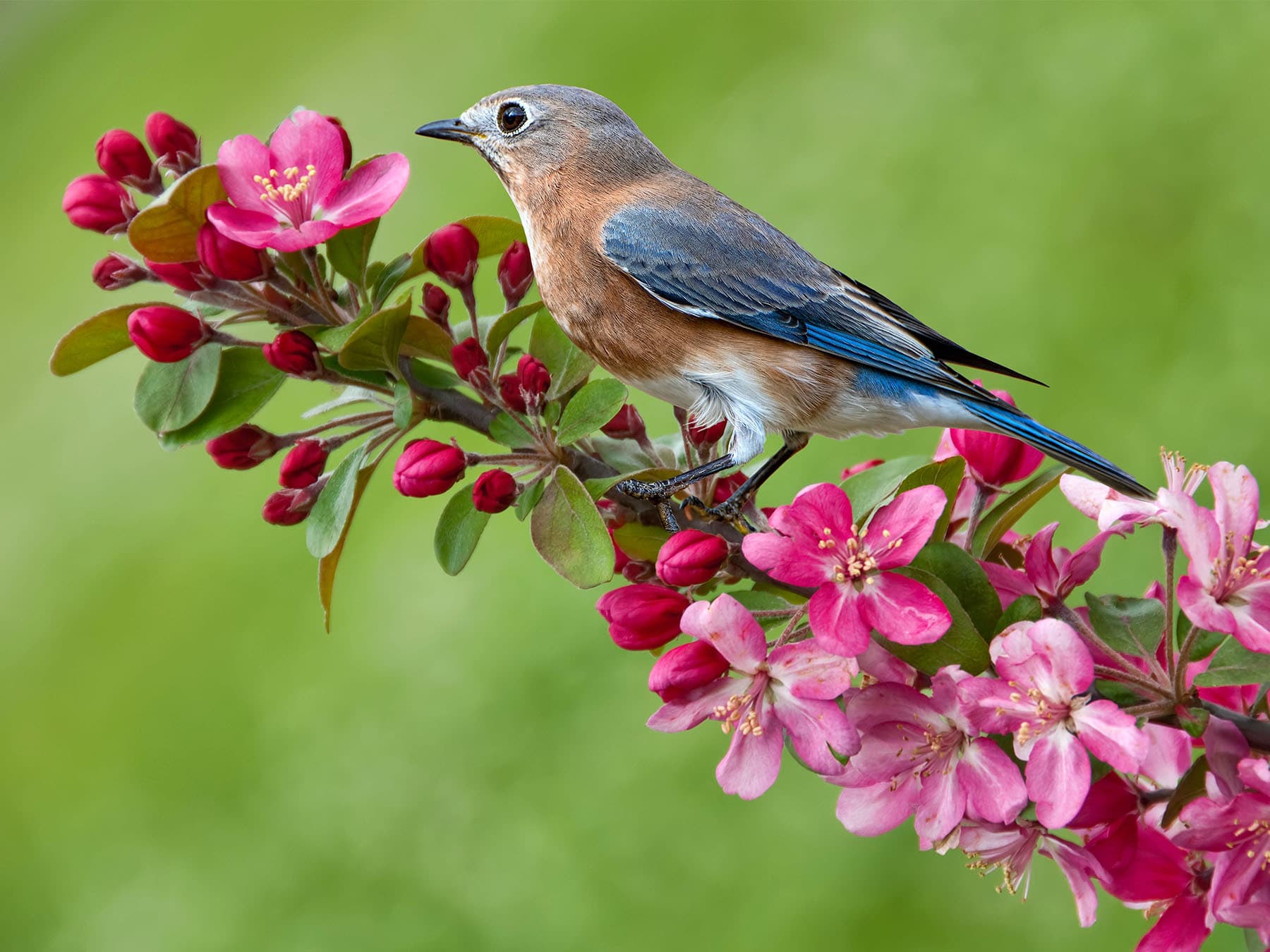 Female Eastern Bluebird