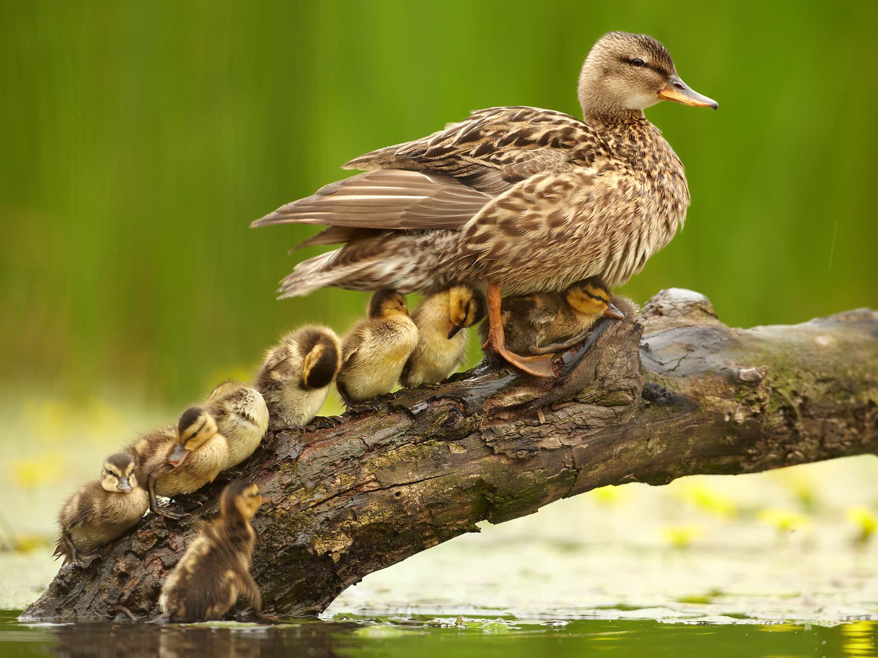 Female gadwall duck with ducklings