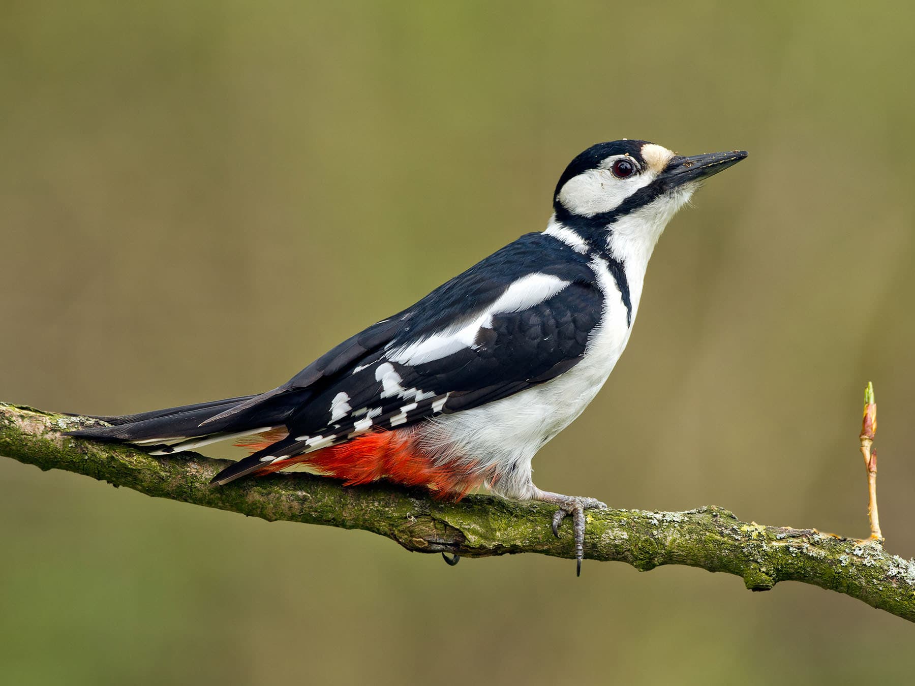 Female Greater Spotted Woodpeckers (Male vs Female Identification)