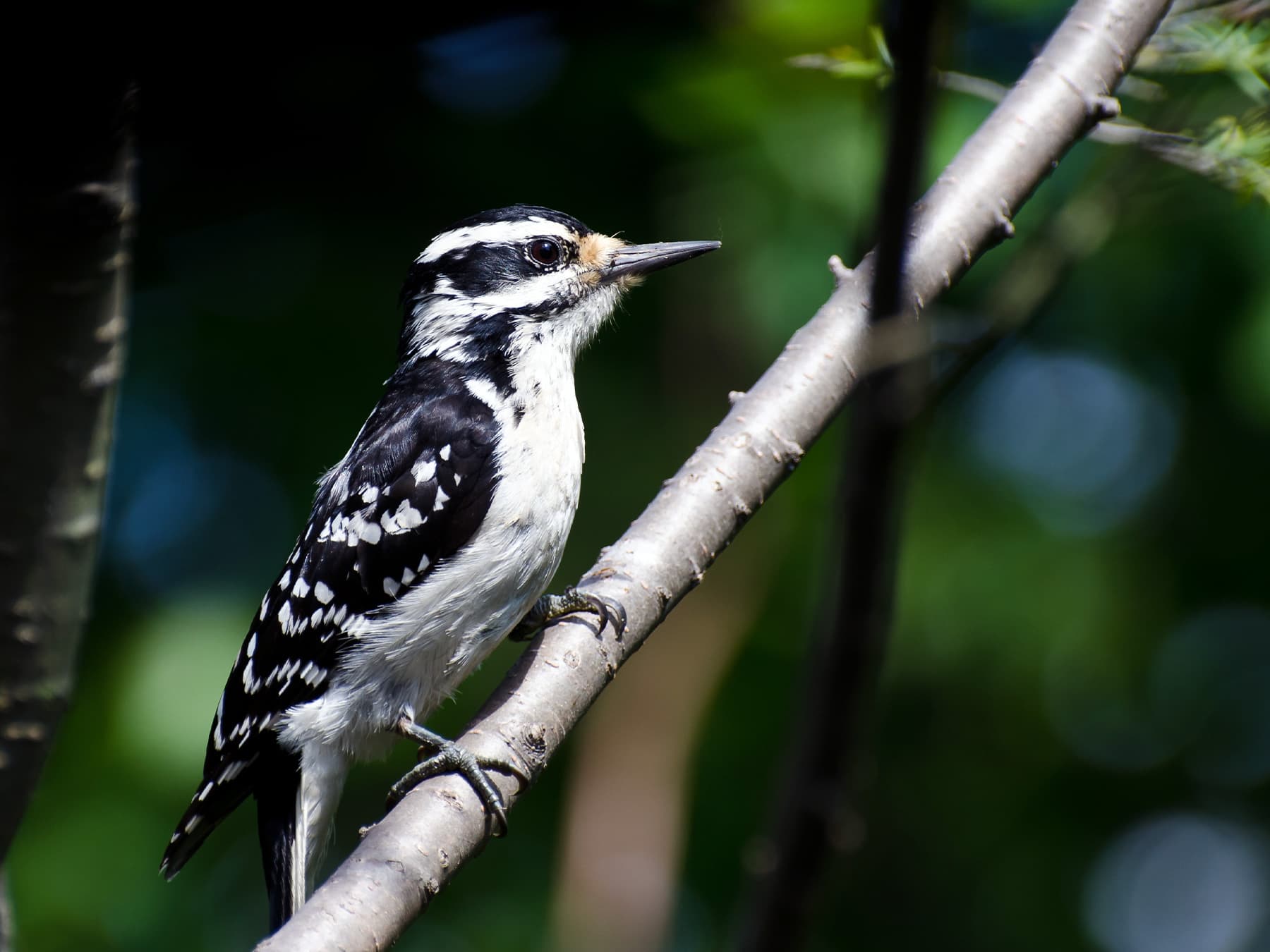 Female Hairy Woodpecker