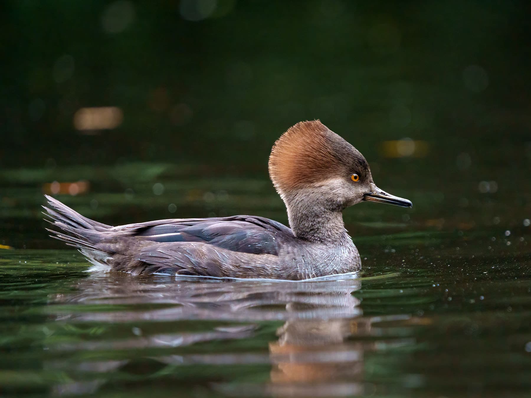 Female Hooded Merganser