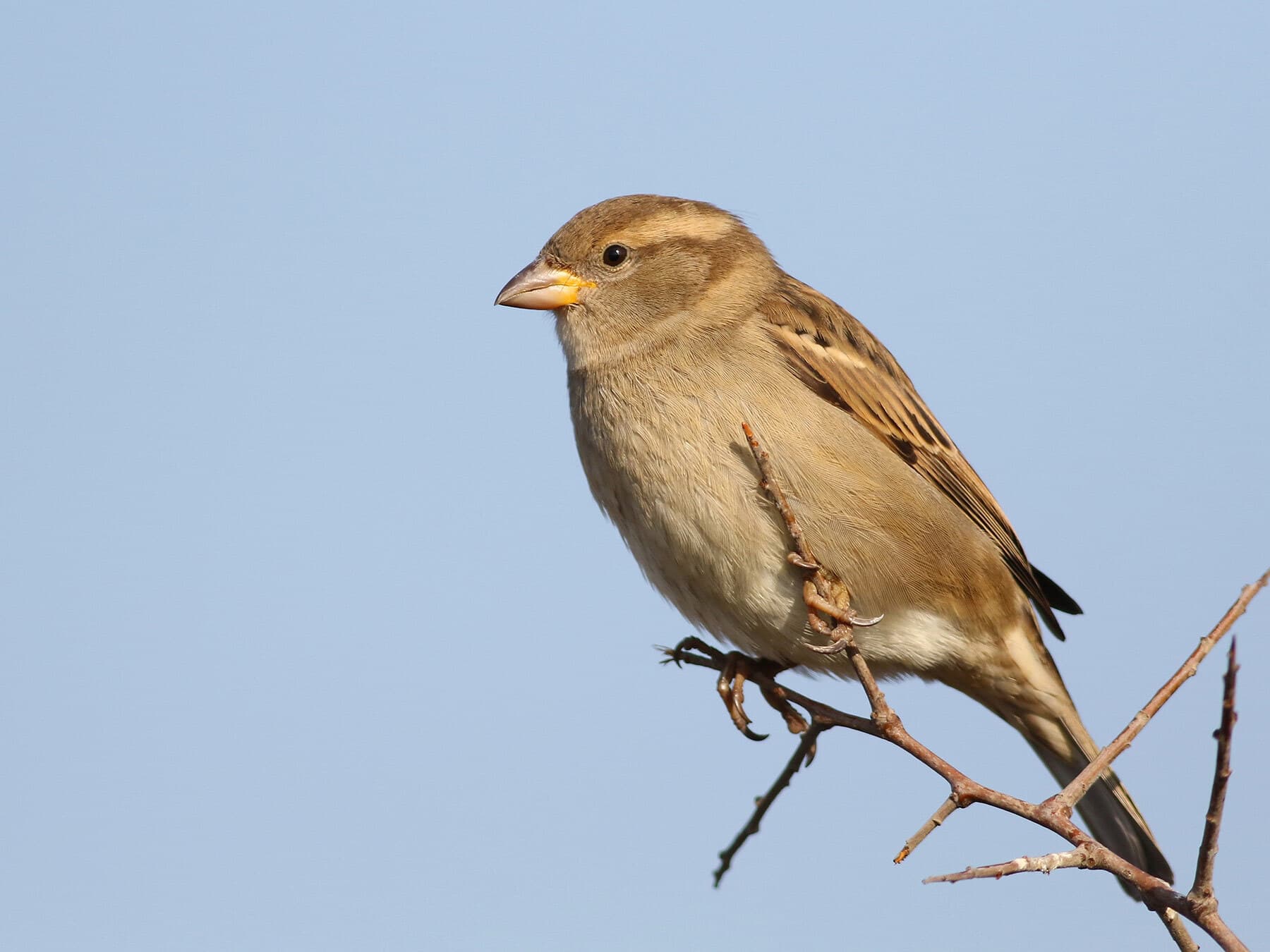 Female house sparrow perched