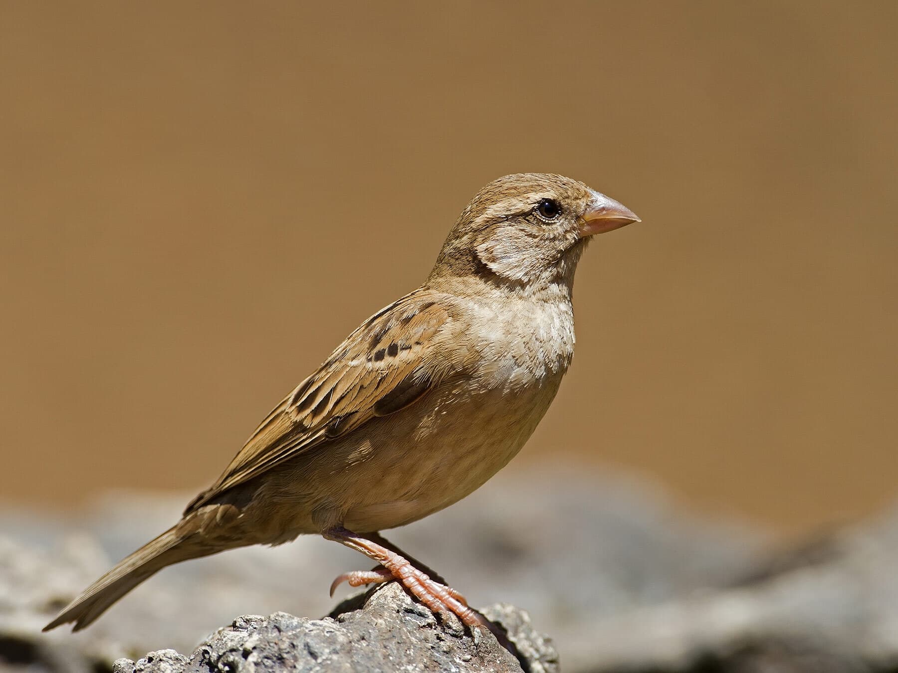 Female House Sparrows (Identification Guide: Male vs Female)