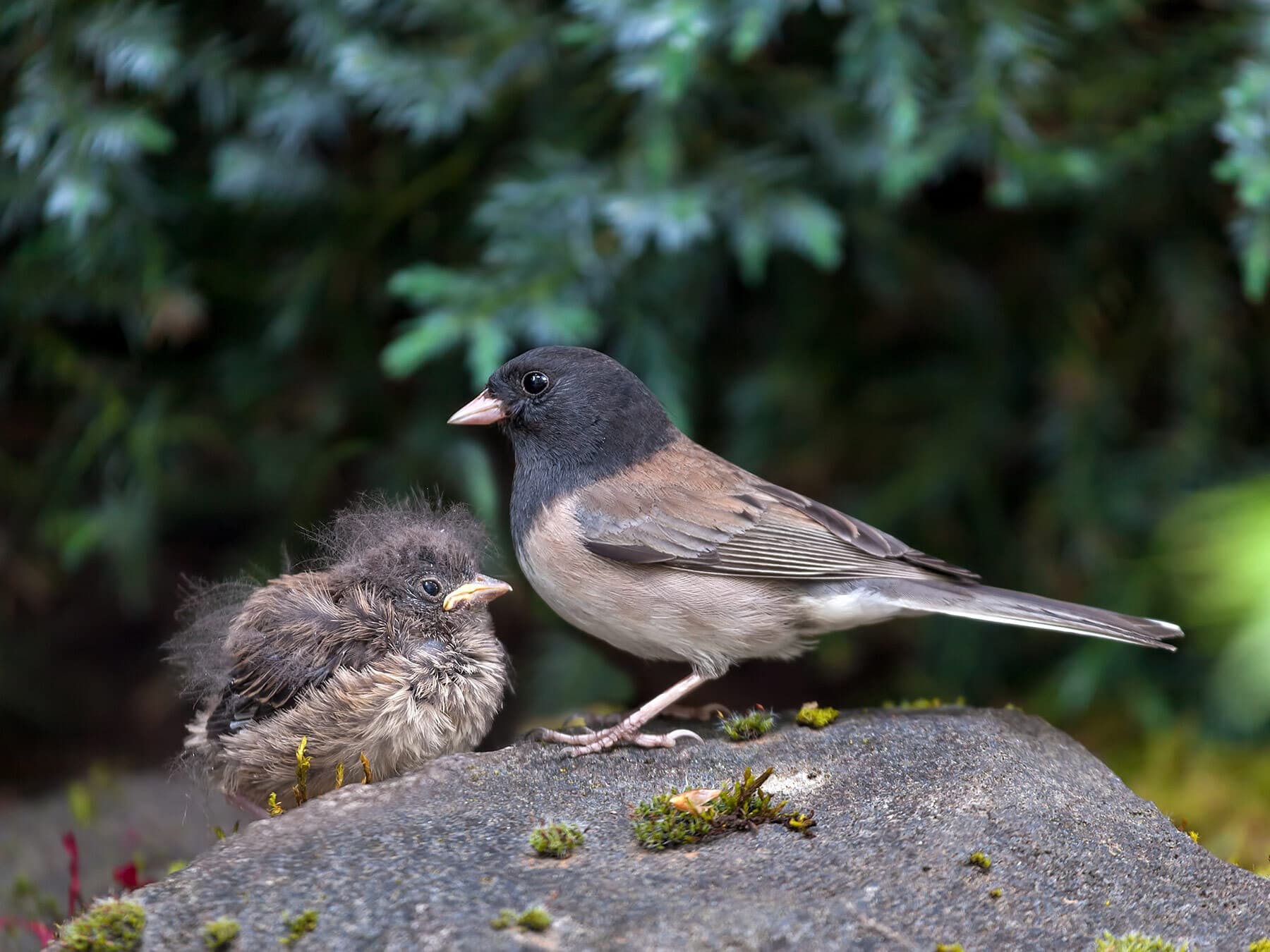 Female junco with chick