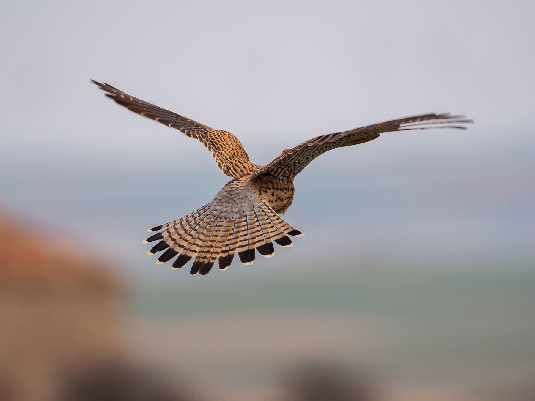 Female kestrel hovering