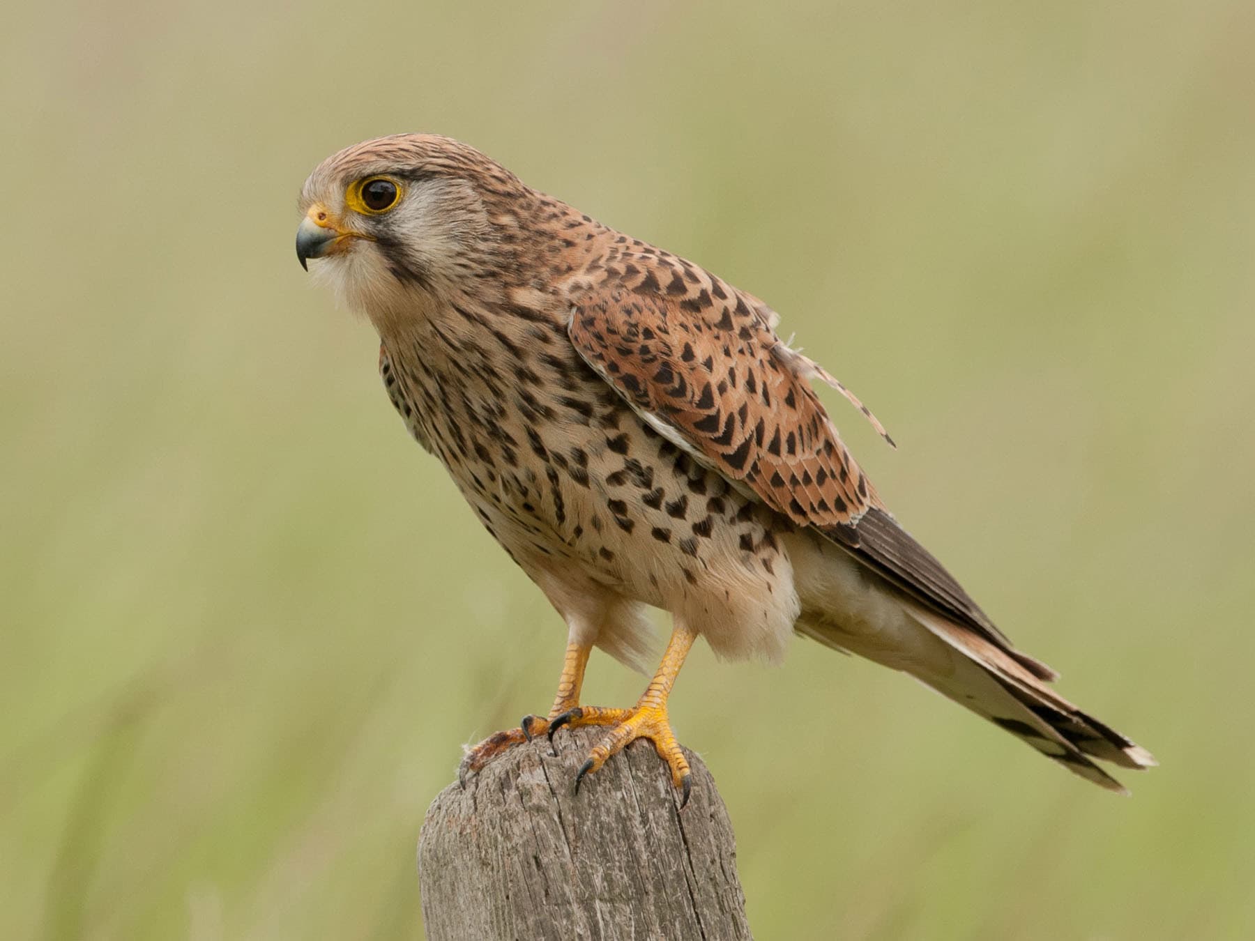 Female Kestrels in the UK (Male vs Female Identification Guide)