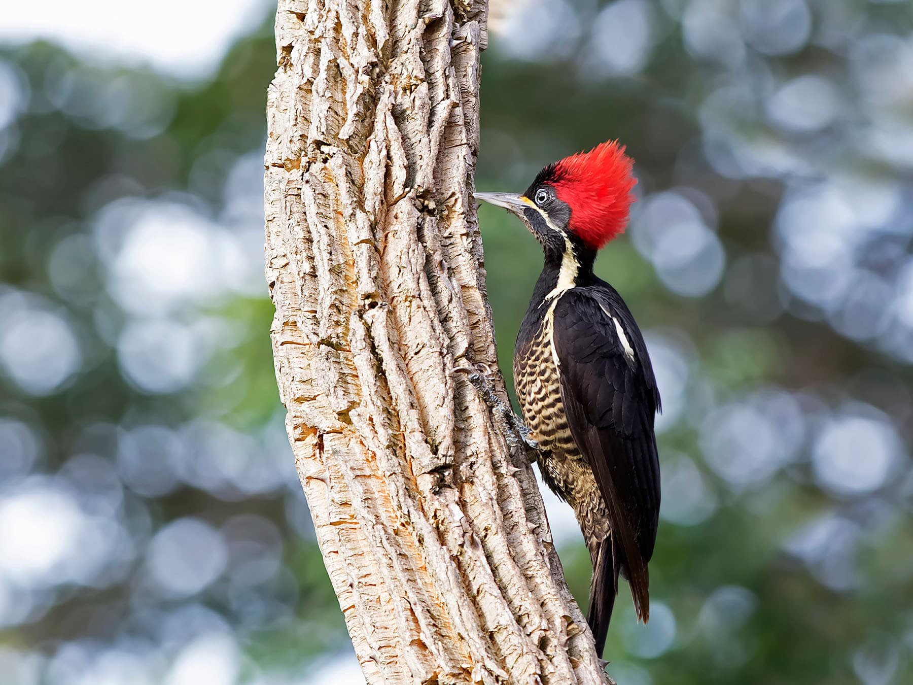 Female Lineated Woodpecker