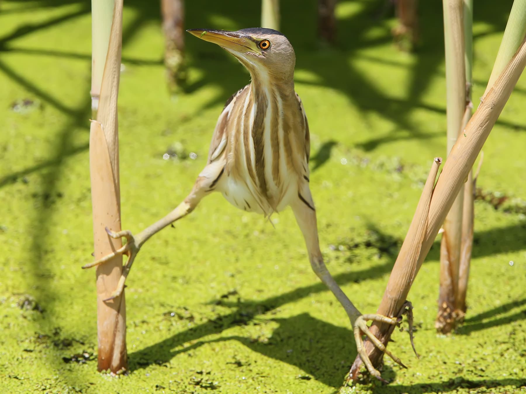 Female Little Bittern perching between two reeds