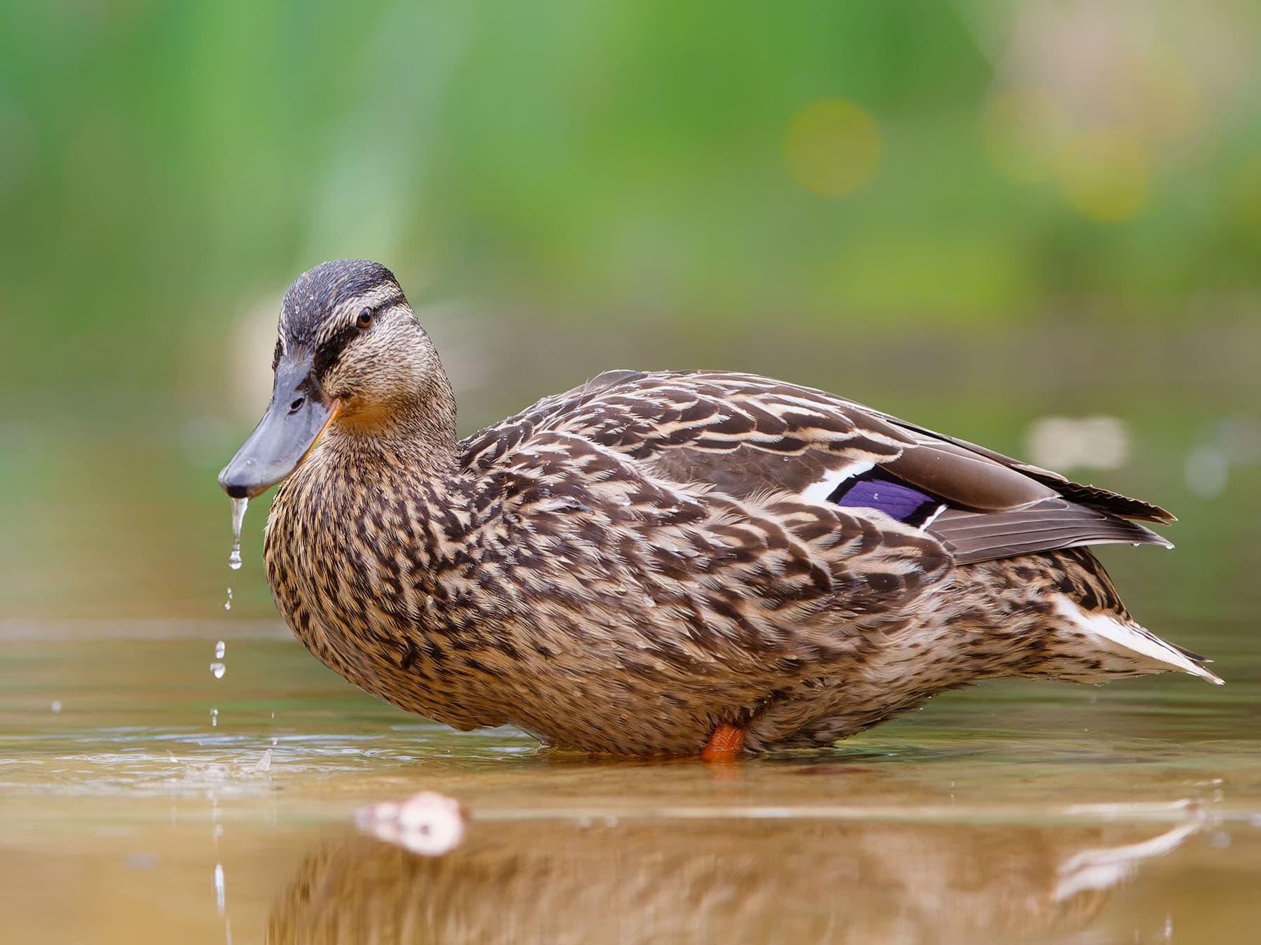Female mallard drinking water